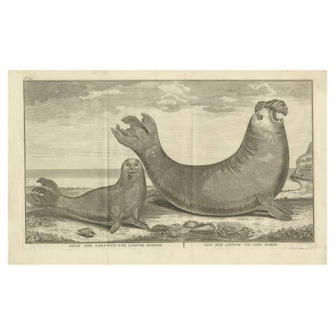 Marine Creatures in an Old Engraving: A Sea Lioness and a Sea Elephant, 1765