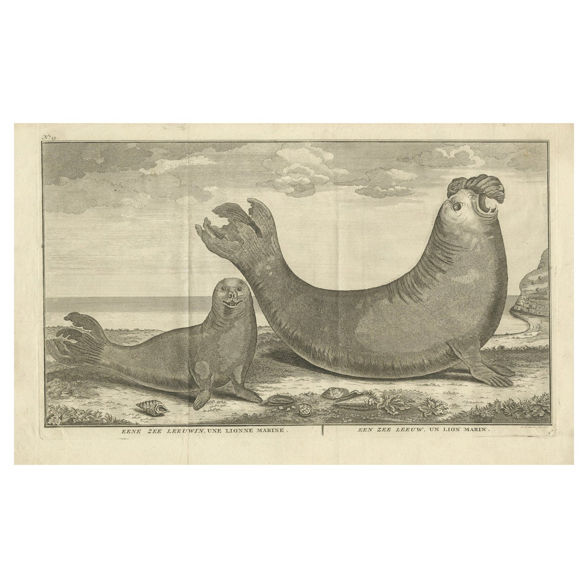 Marine Creatures in an Old Engraving: A Sea Lioness and a Sea Elephant, 1765