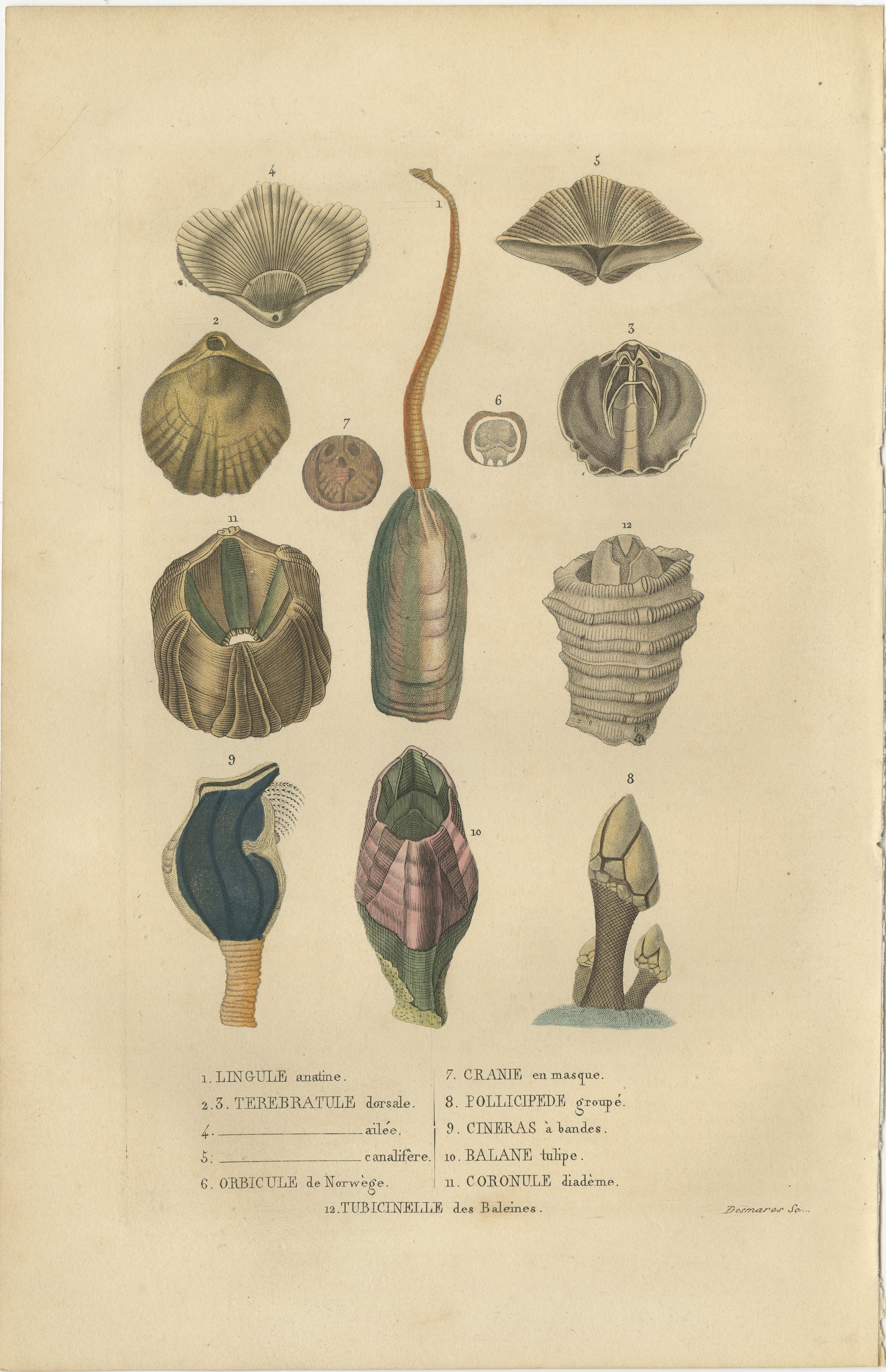 The illustration, an original hand-colored engraving,  features a collection of shells and marine organisms, likely from various classes of the phylum Mollusca:

1. **Lingule anatine** - This could represent Lingula anatina, a species of brachiopod,