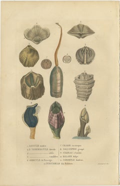 Marine Curiosities: An Assortment of Shells and Sea Life, 1845