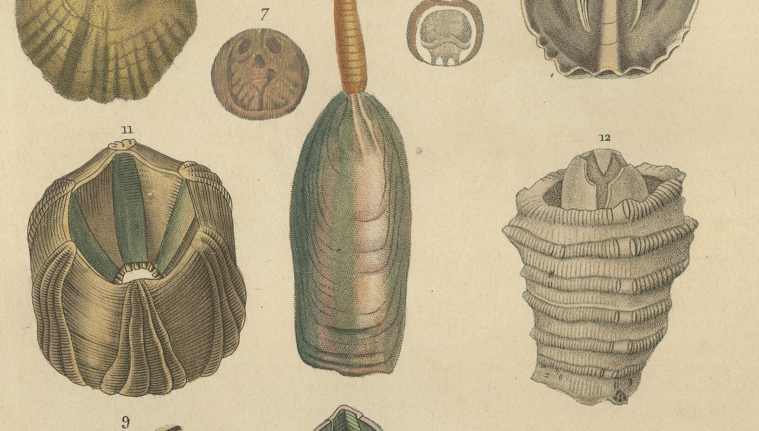 Curiosidades Marinas: Un surtido de conchas y vida marina, 1845 Mediados del siglo XIX en venta