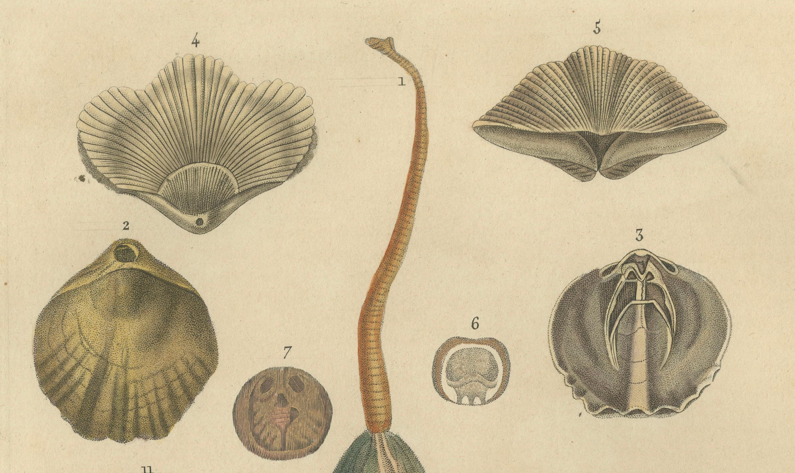Mid-19th Century Marine Curiosities: An Assortment of Shells and Sea Life, 1845 For Sale