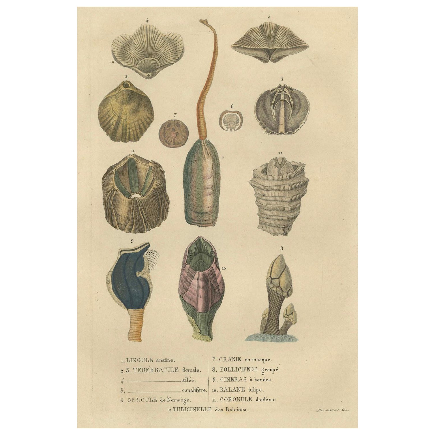 Marine Curiosities: An Assortment of Shells and Sea Life, 1845