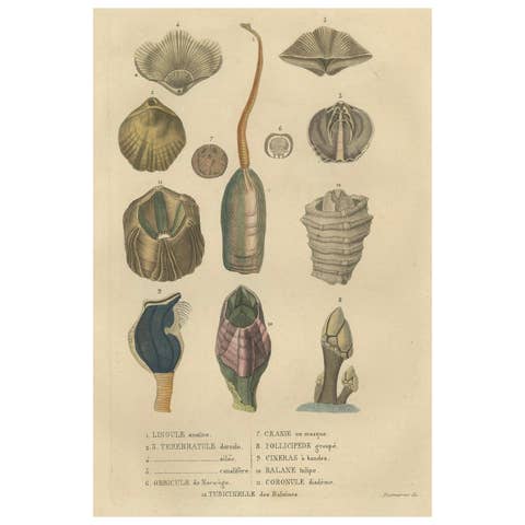 Marine Curiosities: An Assortment of Shells and Sea Life, 1845