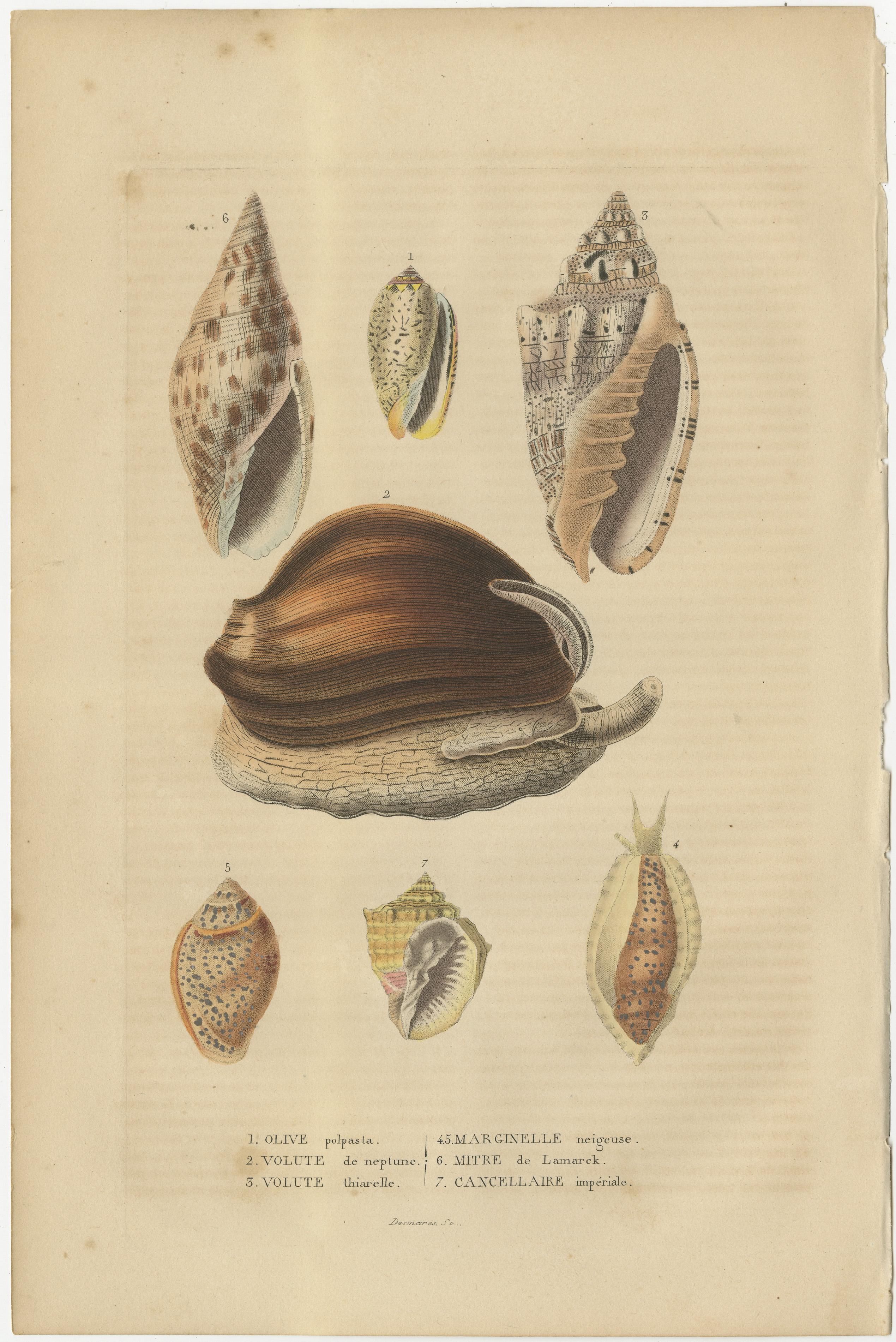 The engravings depict a variety of marine organisms, specifically mollusks, which include both gastropods and bivalves. The details for the three prints provided are as follows:

1. The first print showcases various seashells with intricate patterns