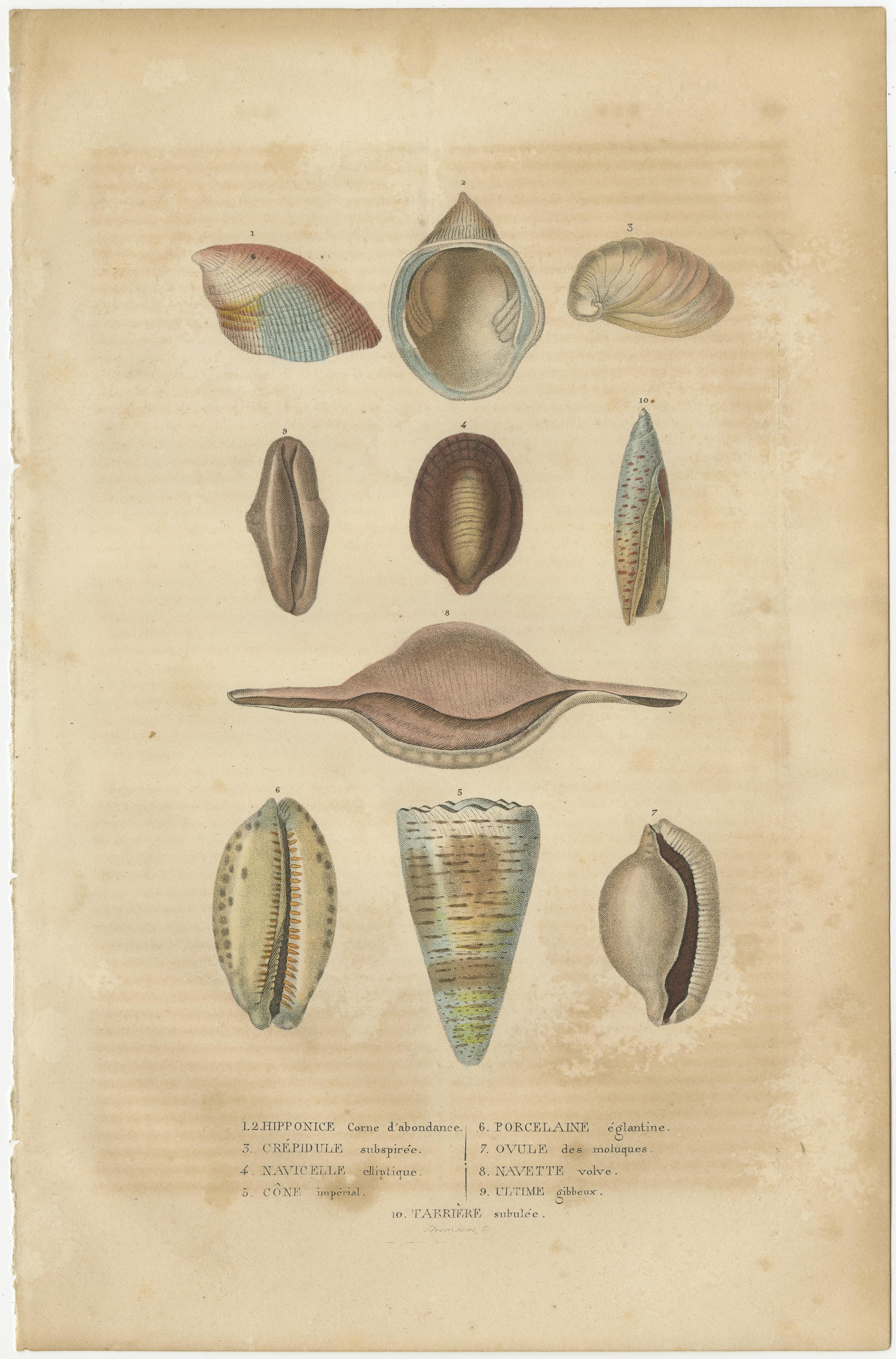 Marine Elegance: A 19th Century Mosaic of Mollusk Diversity, 1845 In Good Condition For Sale In Langweer, NL