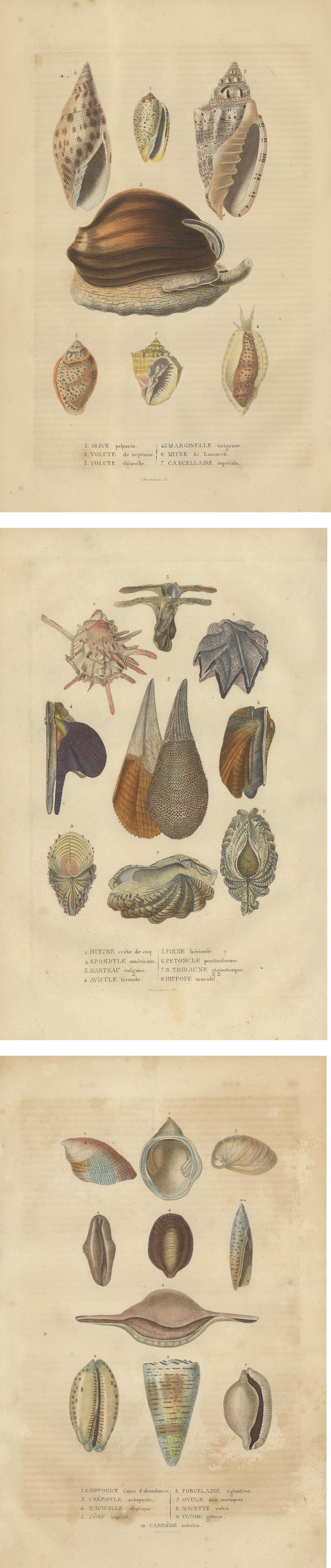 Mid-19th Century Marine Elegance: A 19th Century Mosaic of Mollusk Diversity, 1845 For Sale