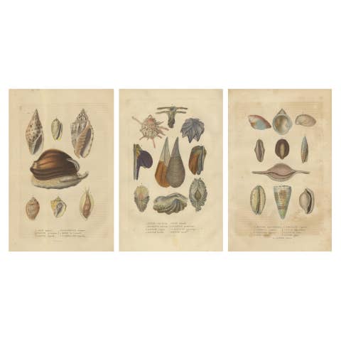 Marine Elegance: A 19th Century Mosaic of Mollusk Diversity, 1845