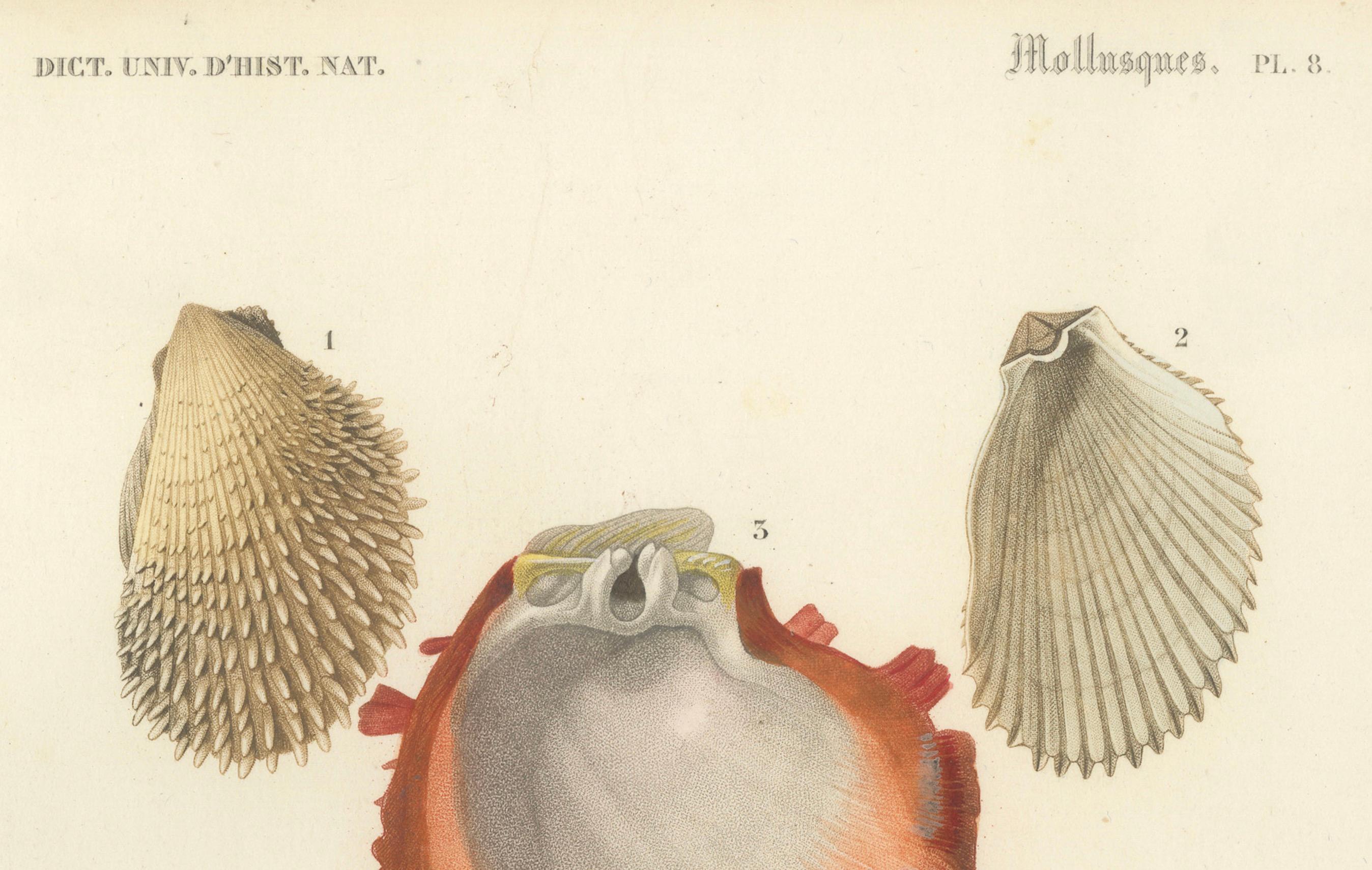 Marine Elegance: Exquisite 19th-Century Hand-Colored Mollusk Illustrations For Sale 5