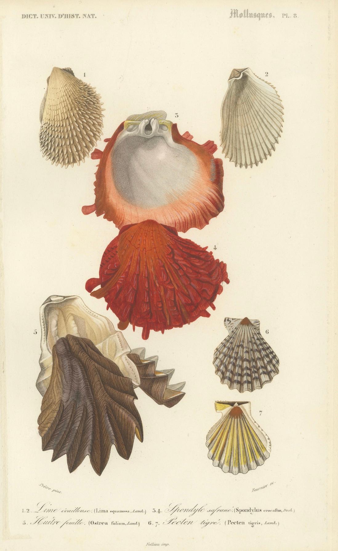 Marin Elegance : Illustrations exquises de mollusques du 19e siècle coloriées à la main en vente 6