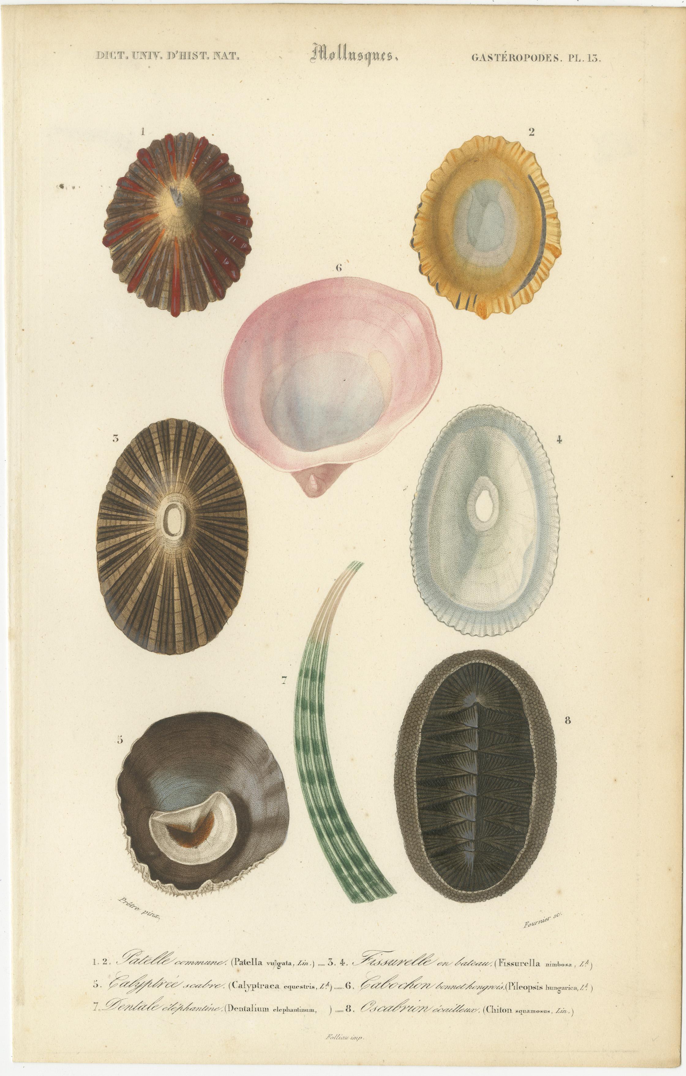 Paire de gravures ou lithographies originales atniques coloriées à la main représentant diverses espèces de mollusques. Elles sont extraites d'un ouvrage du célèbre personnage  C. D'Orbigny, 