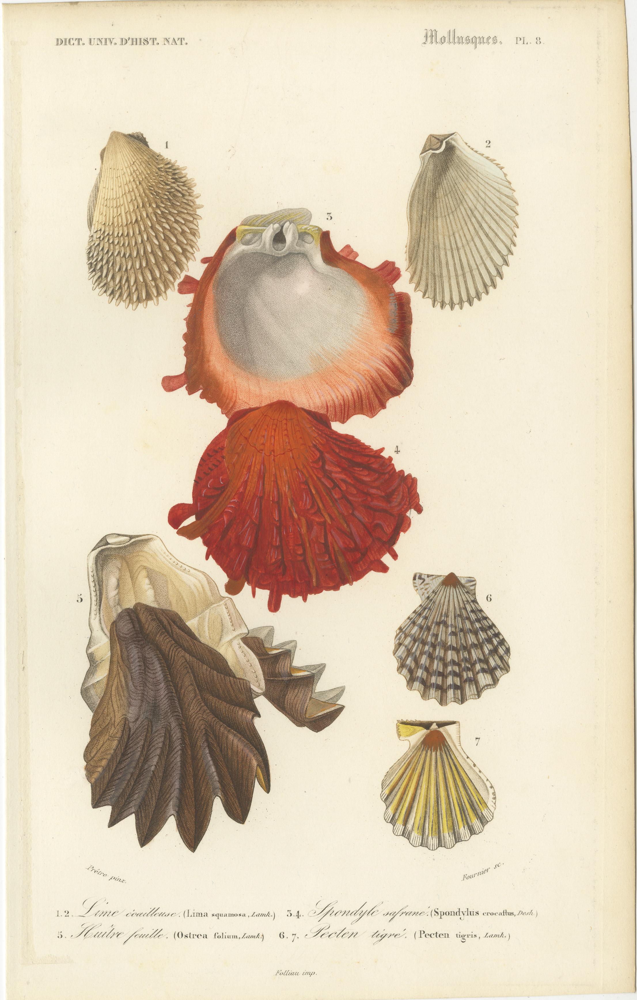 Marine Elegance: Exquisite 19th-Century Hand-Colored Mollusk Illustrations In Good Condition For Sale In Langweer, NL