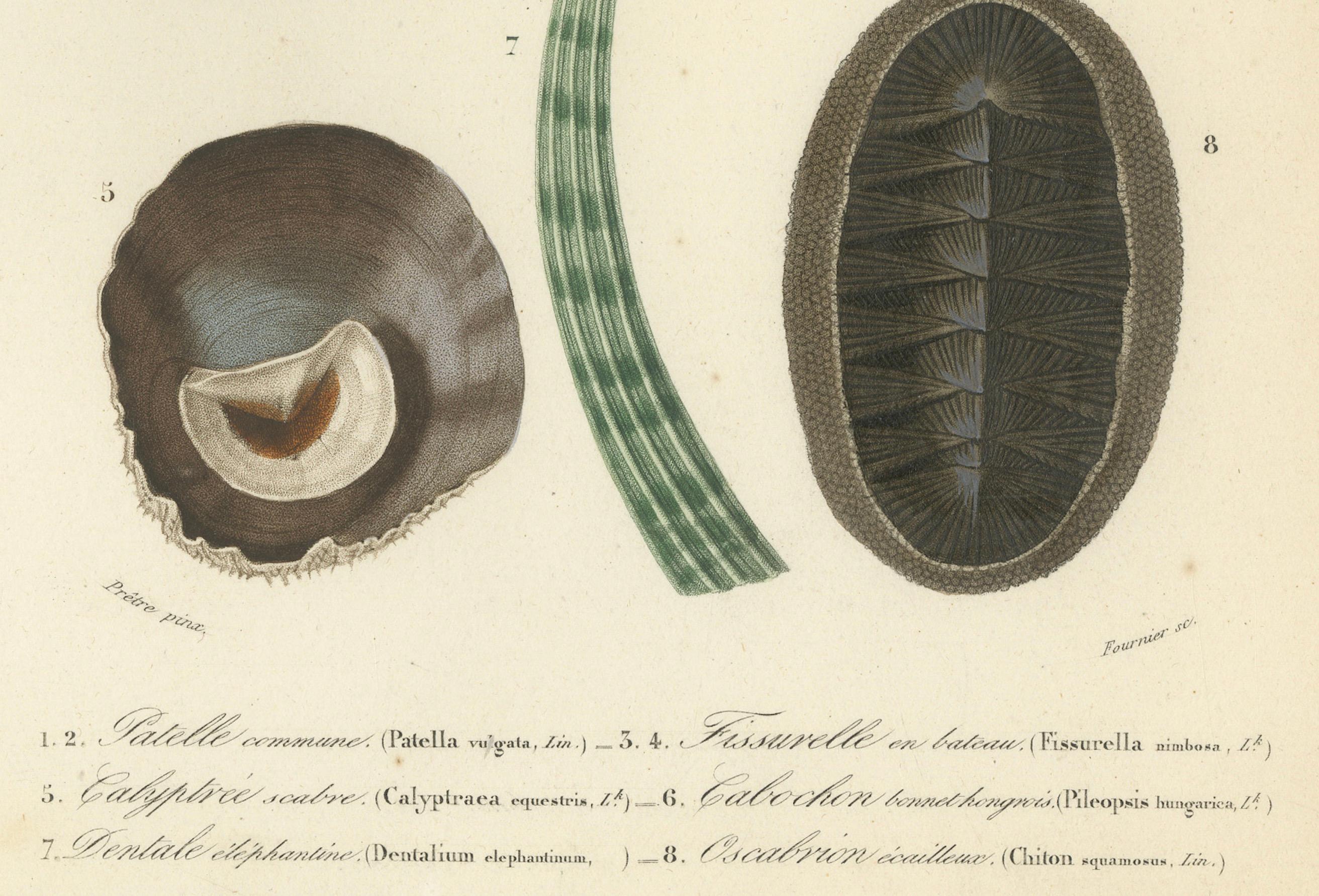 Milieu du XIXe siècle Marin Elegance : Illustrations exquises de mollusques du 19e siècle coloriées à la main en vente