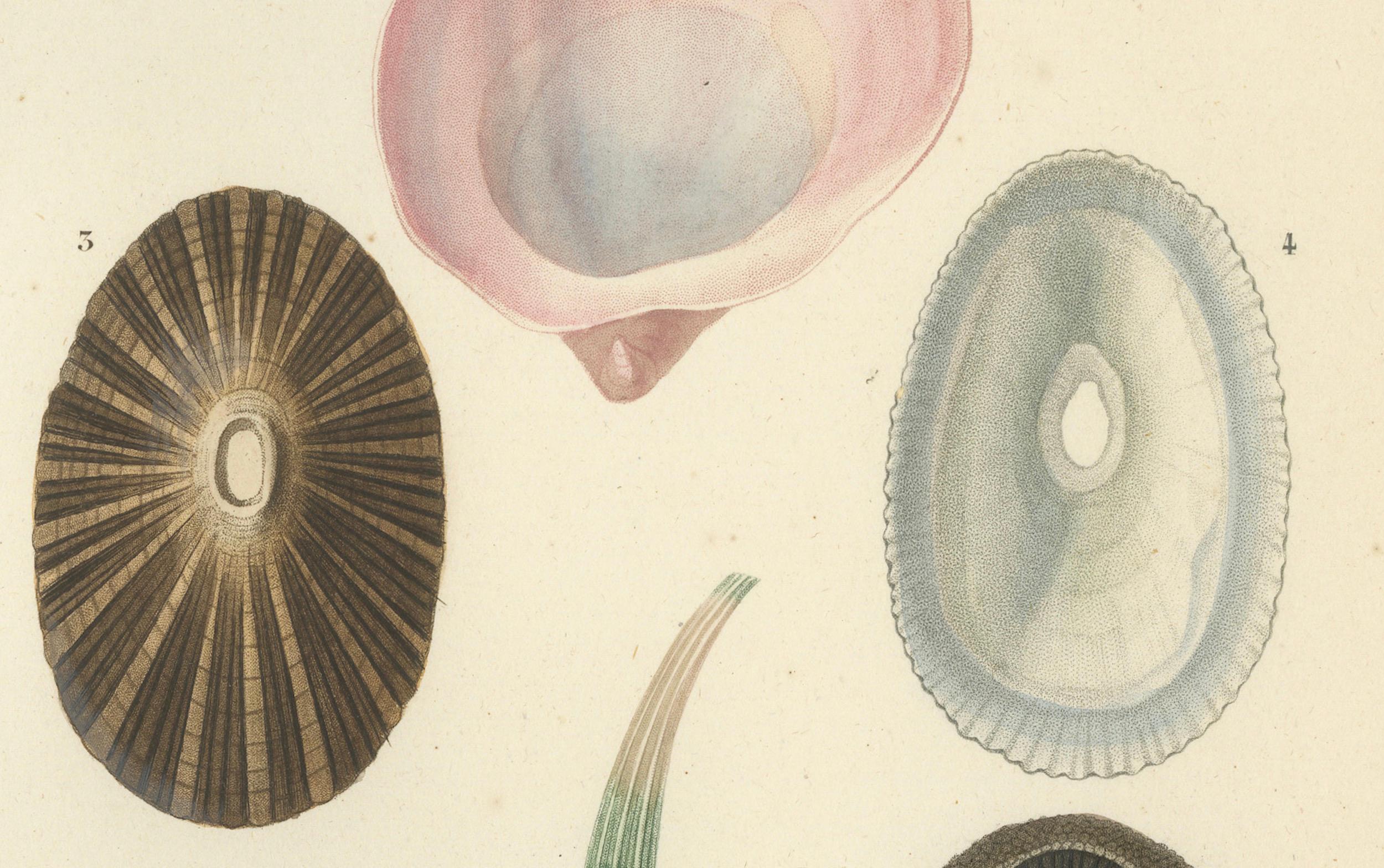 Papier Marin Elegance : Illustrations exquises de mollusques du 19e siècle coloriées à la main en vente