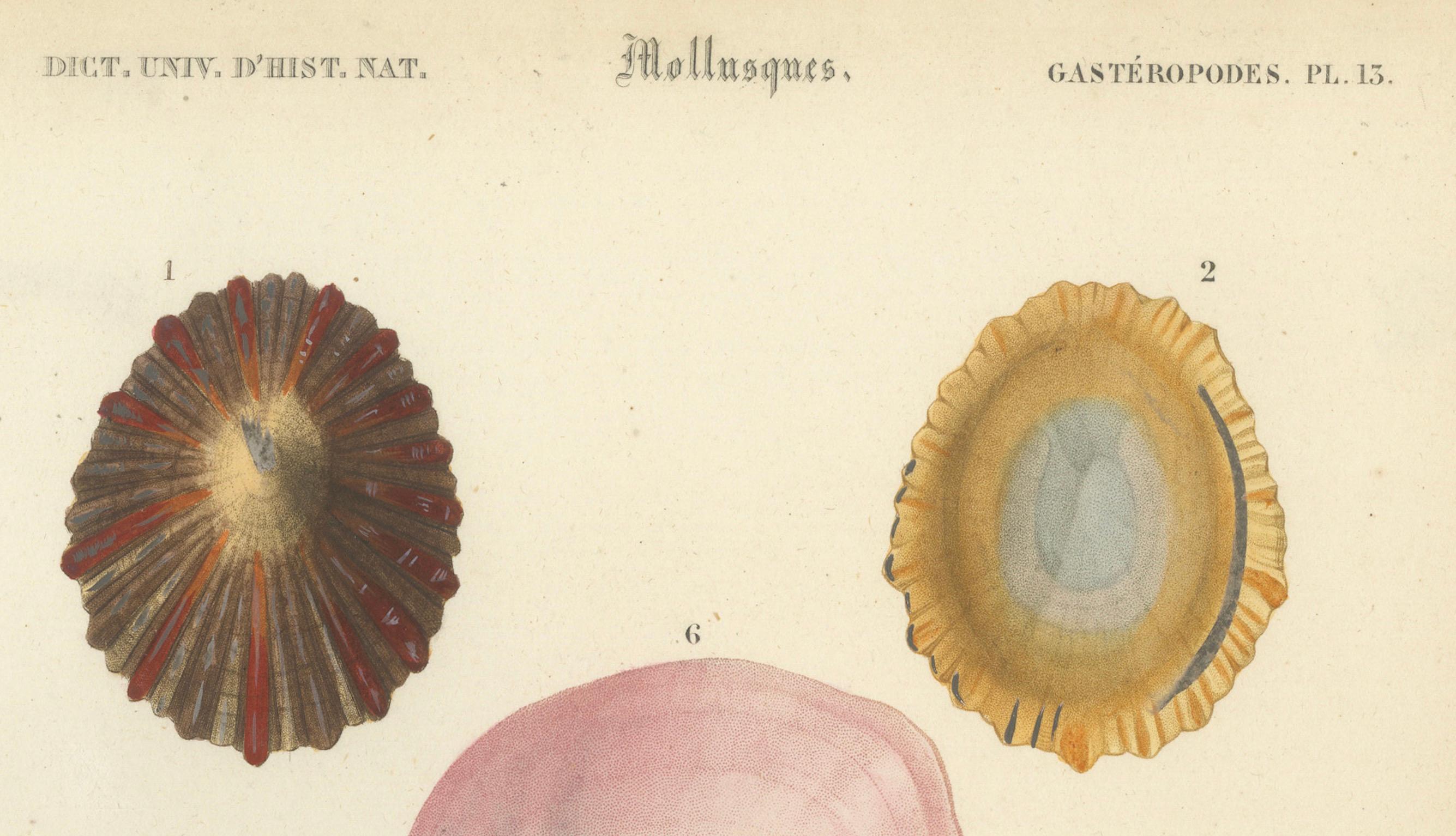 Marine Elegance: Exquisite 19th-Century Hand-Colored Mollusk Illustrations For Sale 1