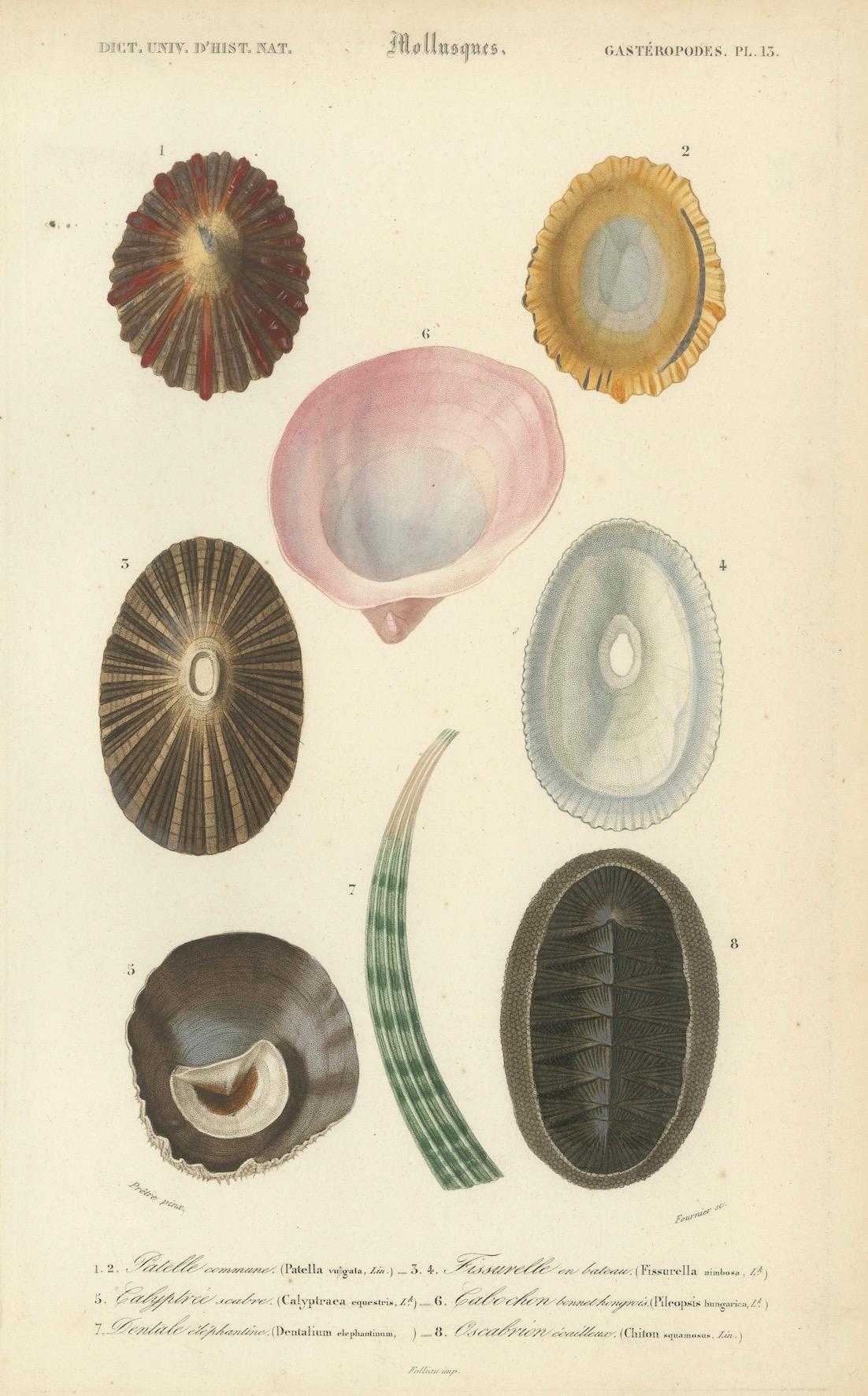 Marin Elegance : Illustrations exquises de mollusques du 19e siècle coloriées à la main en vente 2