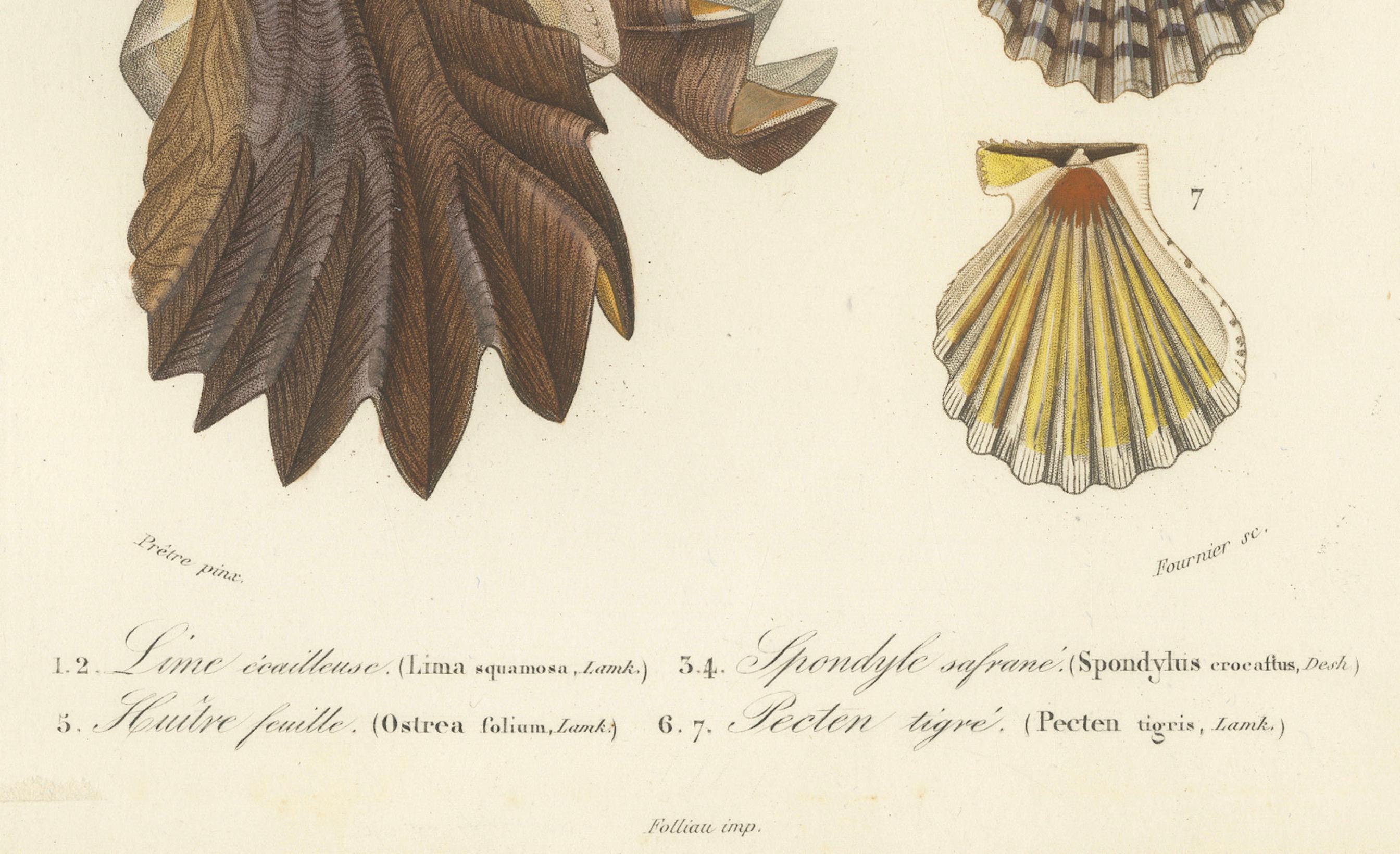 Marin Elegance : Illustrations exquises de mollusques du 19e siècle coloriées à la main en vente 3