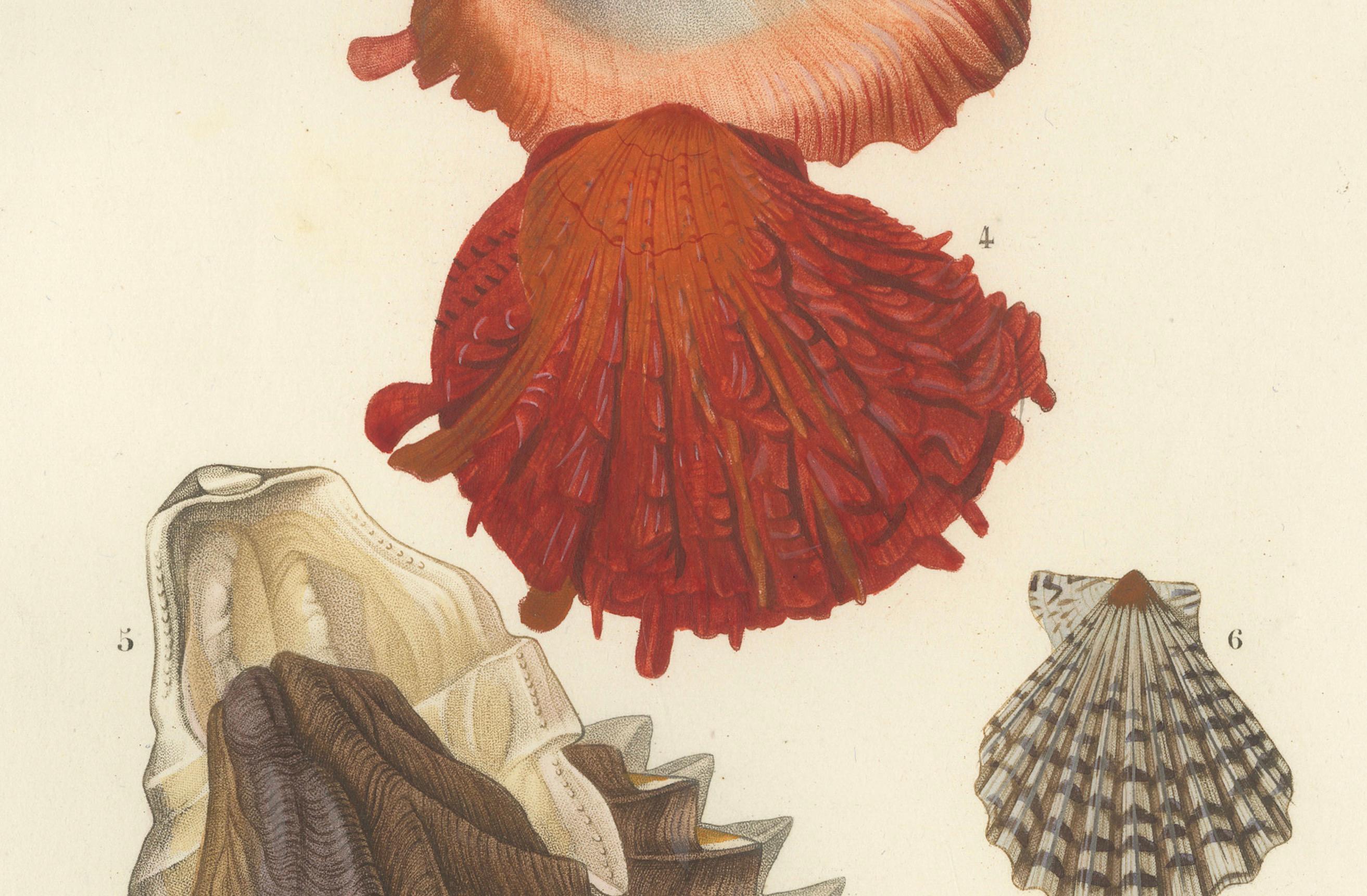 Marine Elegance: Exquisite 19th-Century Hand-Colored Mollusk Illustrations For Sale 4