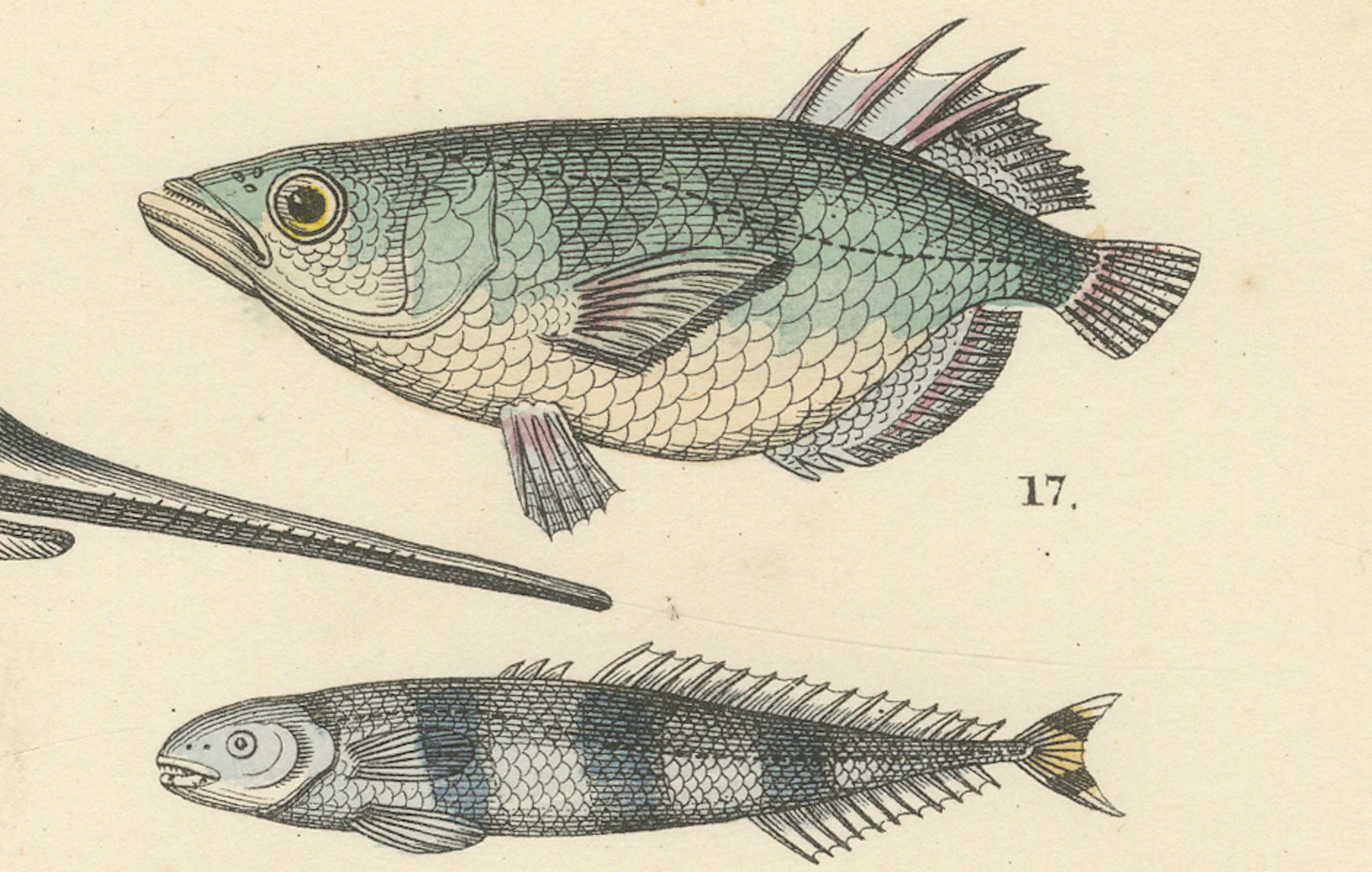 Meeresfisch Druck: Schwertfisch, Seeteufel, Thunfisch & Pfeifenfisch - Antike 1867

Dieser eindrucksvolle antike Druck zeigt eine Vielzahl von Meeresfischen, darunter Schwertfische, Seeteufel, Thunfische, Pfeifenfische und exotische Tiefseearten,