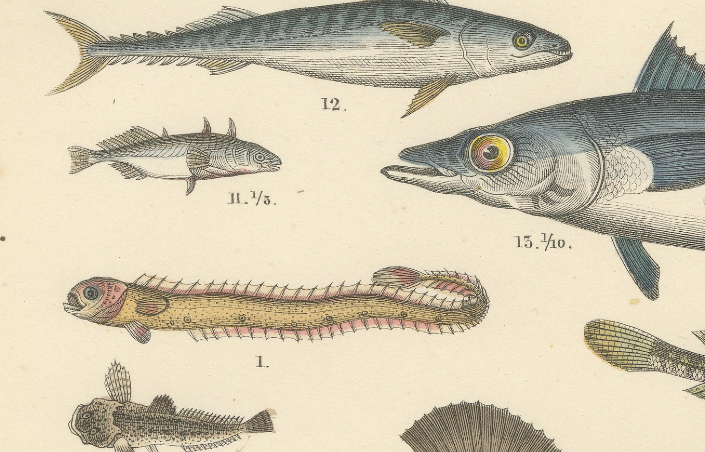 Meeresfisch Druck: Schwertfisch, Seeteufel, Thunfisch & Pfeifenfisch - Antike 1867 (Deutsch) im Angebot
