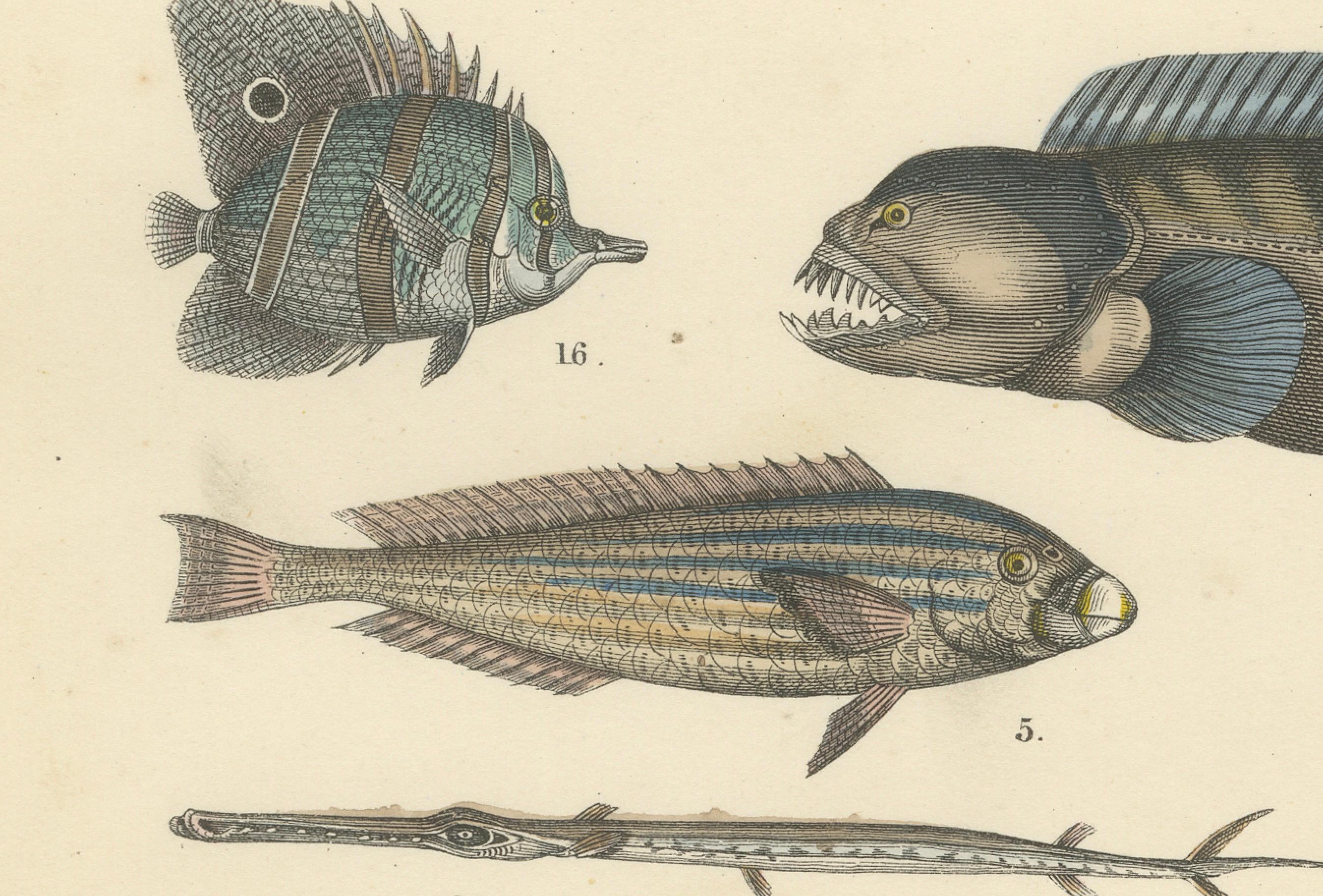 Meeresfisch Druck: Schwertfisch, Seeteufel, Thunfisch & Pfeifenfisch - Antike 1867 im Zustand „Gut“ im Angebot in Langweer, NL