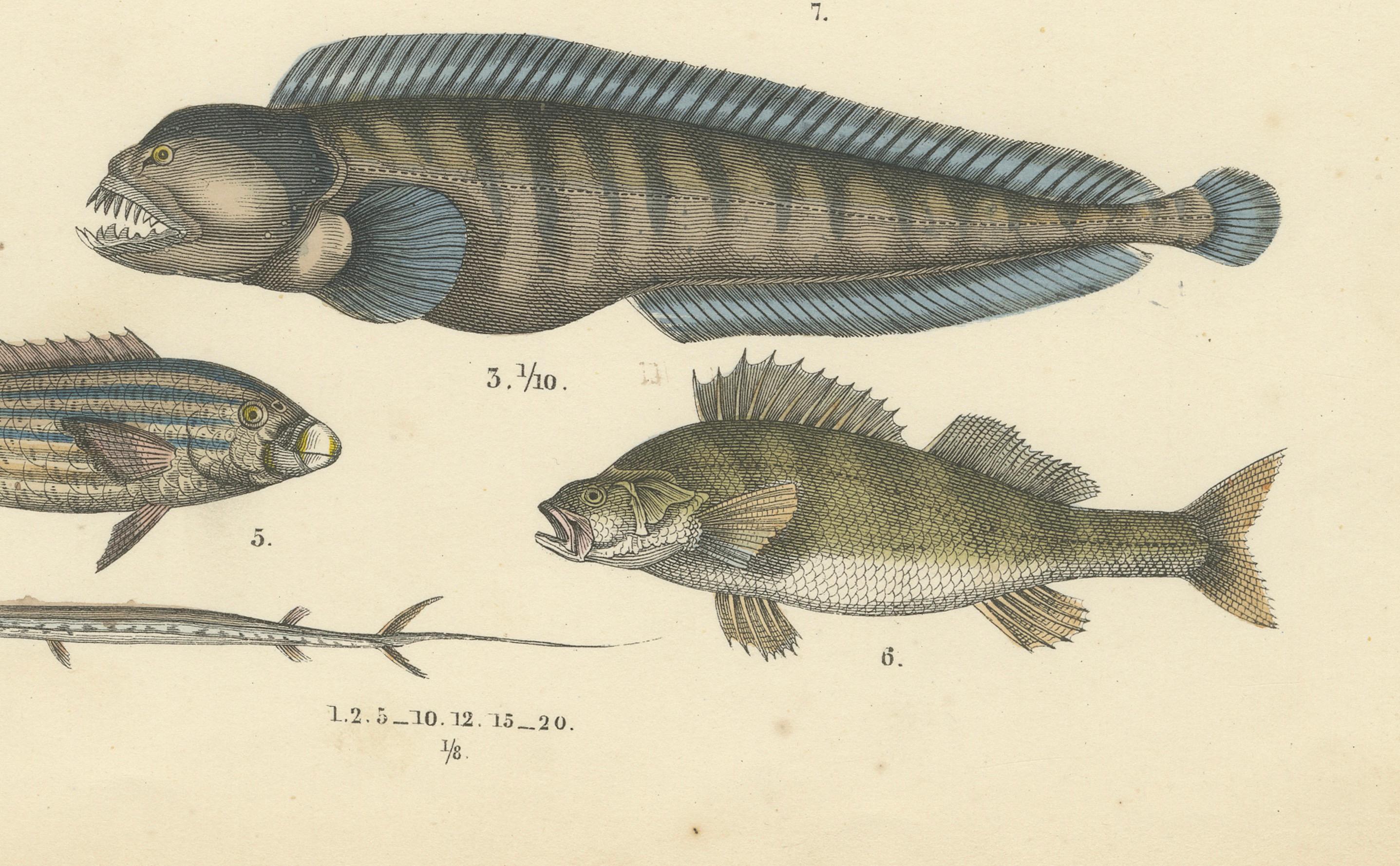 Meeresfisch Druck: Schwertfisch, Seeteufel, Thunfisch & Pfeifenfisch - Antike 1867 (Mittleres 19. Jahrhundert) im Angebot