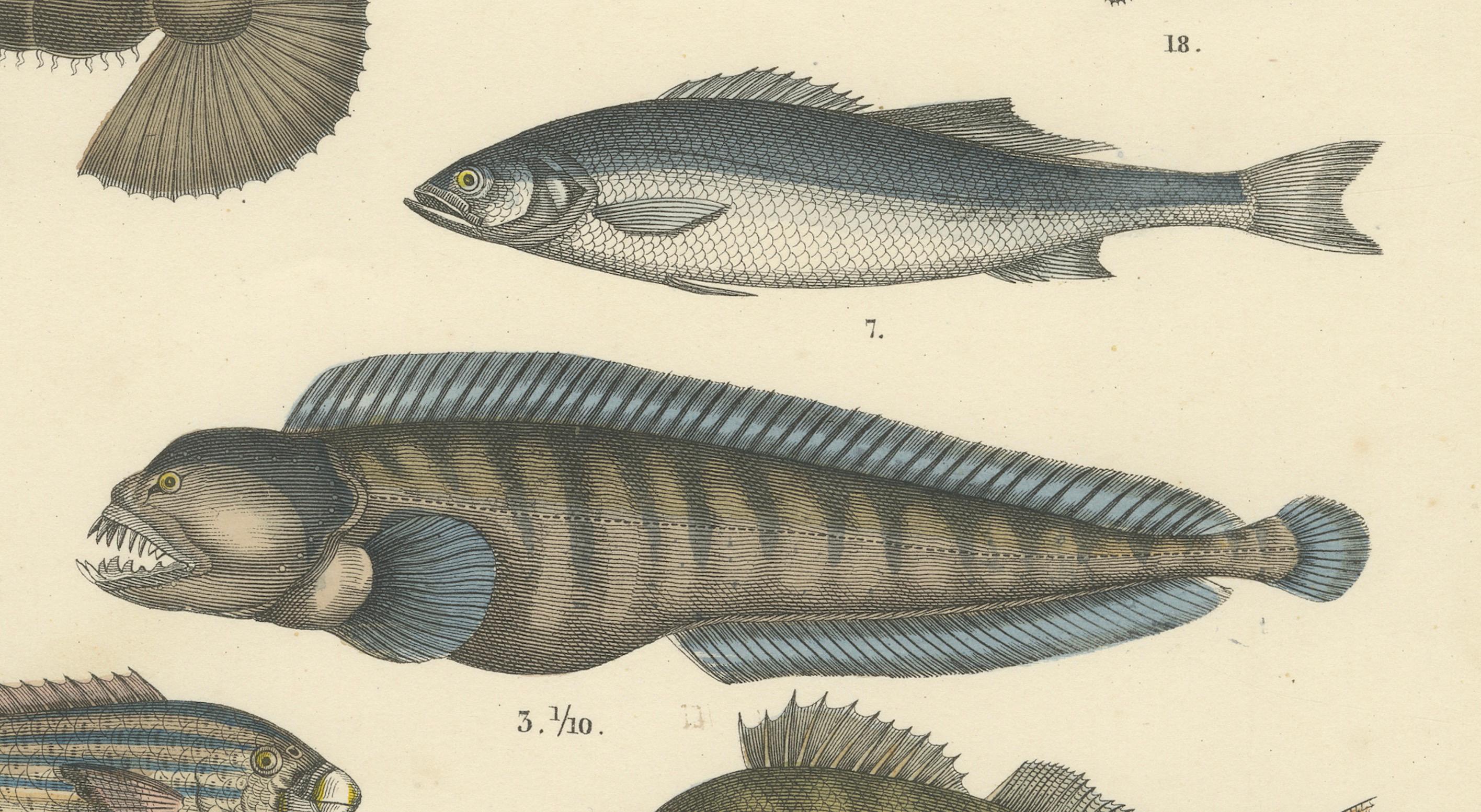 Meeresfisch Druck: Schwertfisch, Seeteufel, Thunfisch & Pfeifenfisch - Antike 1867 (Papier) im Angebot