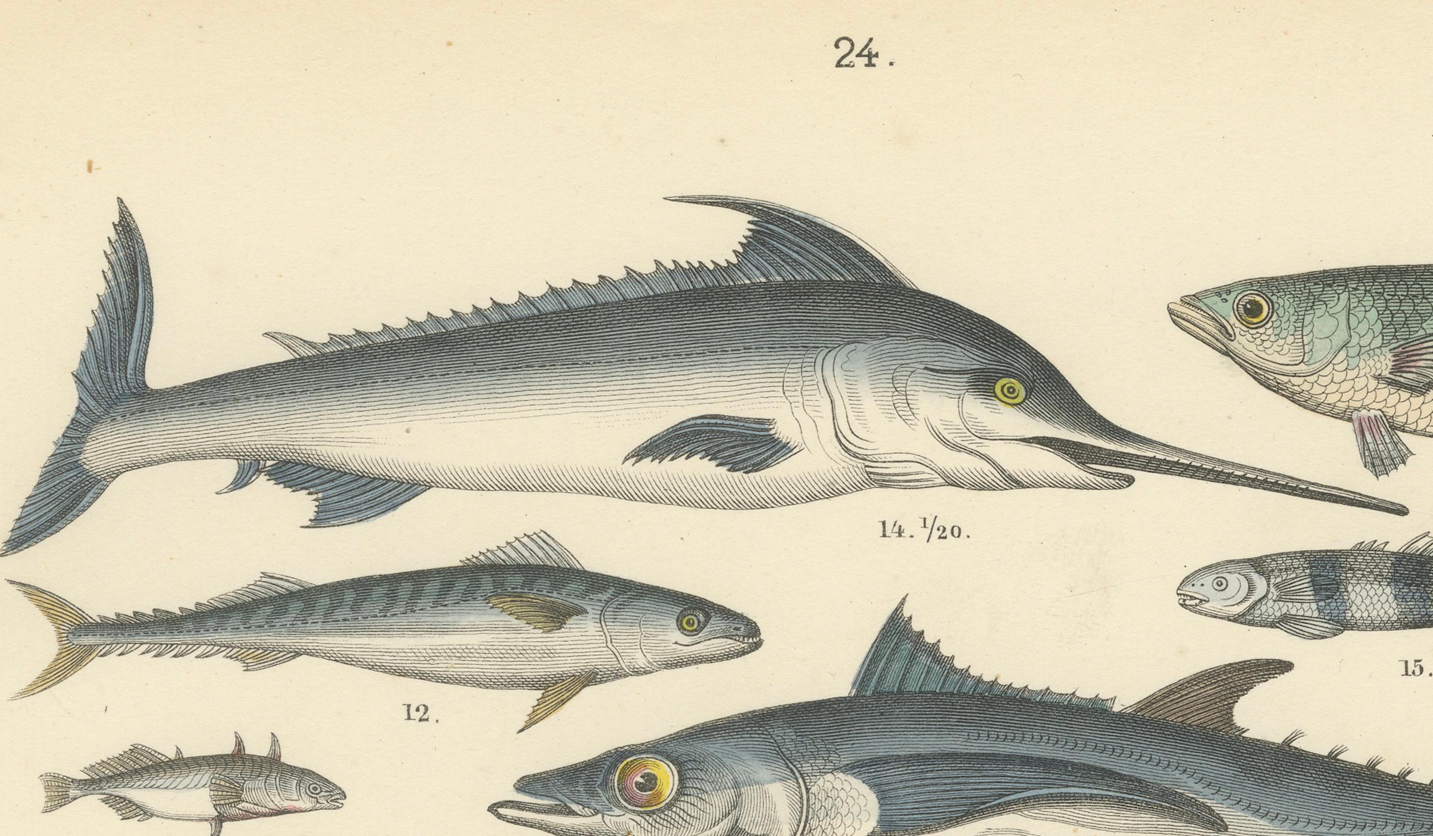 Meeresfisch Druck: Schwertfisch, Seeteufel, Thunfisch & Pfeifenfisch - Antike 1867 im Angebot 1