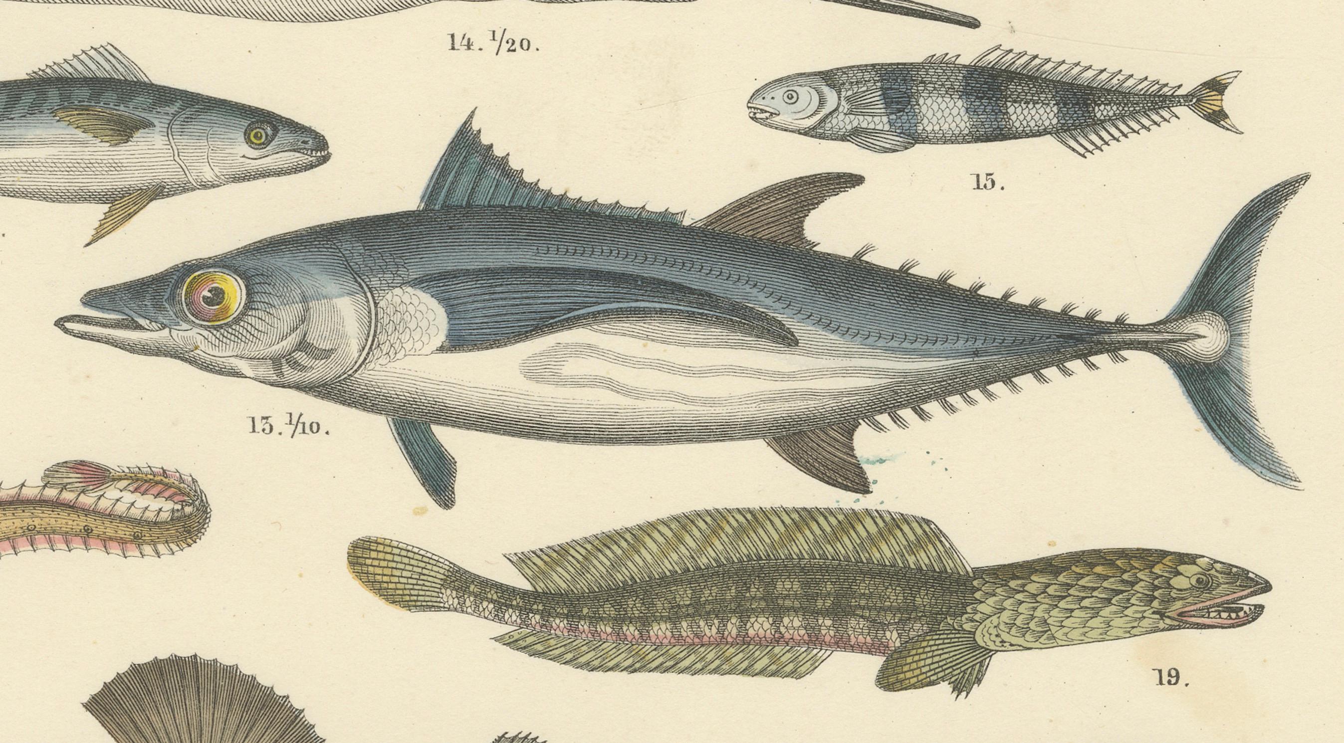 Meeresfisch Druck: Schwertfisch, Seeteufel, Thunfisch & Pfeifenfisch - Antike 1867 im Angebot 2