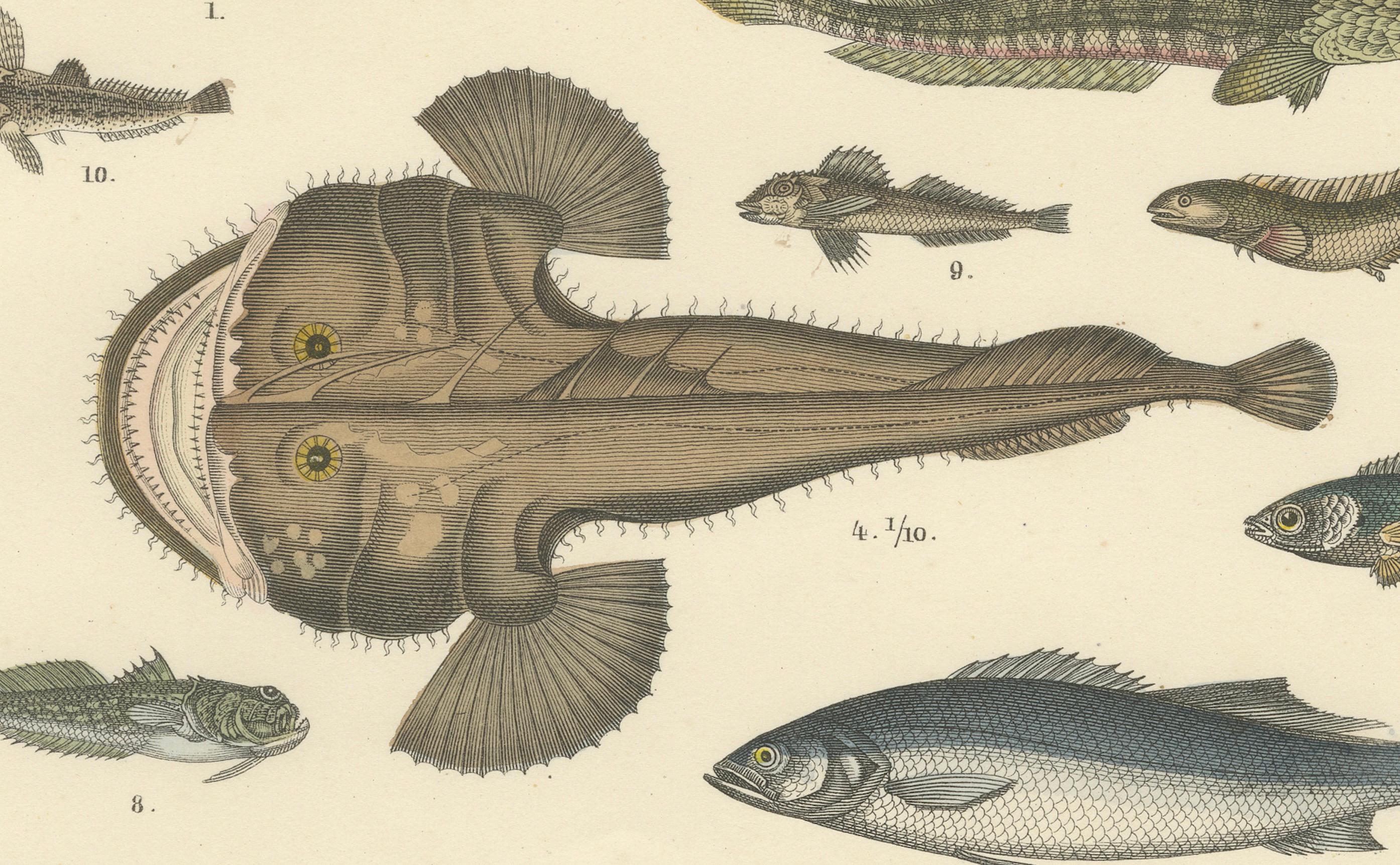 Meeresfisch Druck: Schwertfisch, Seeteufel, Thunfisch & Pfeifenfisch - Antike 1867 im Angebot 3