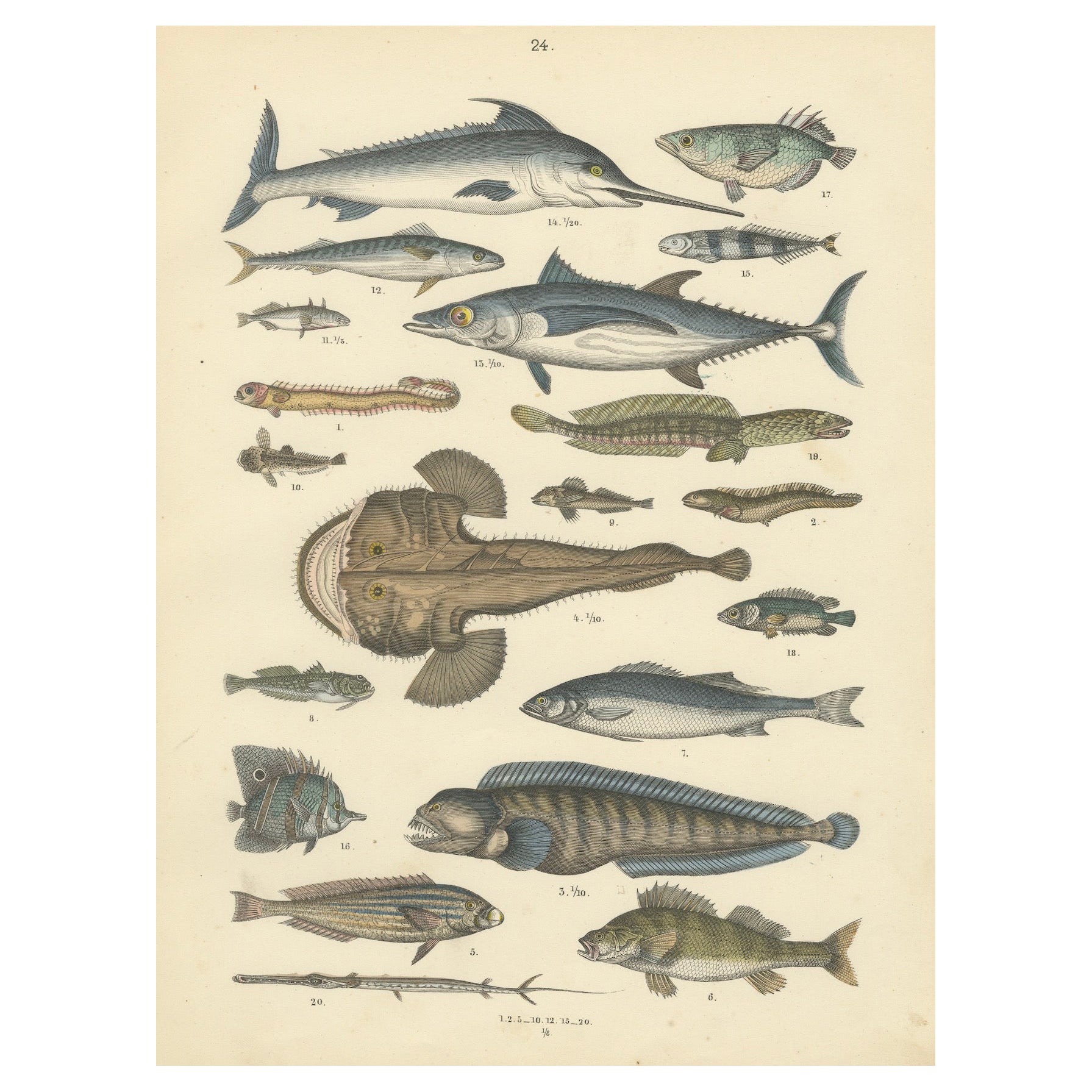 Marine Fish Print: Swordfish, Anglerfish, Tuna & Pipefish – Antique 1867