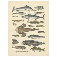 Marine Fish Print: Swordfish, Anglerfish, Tuna & Pipefish – Antique 1867