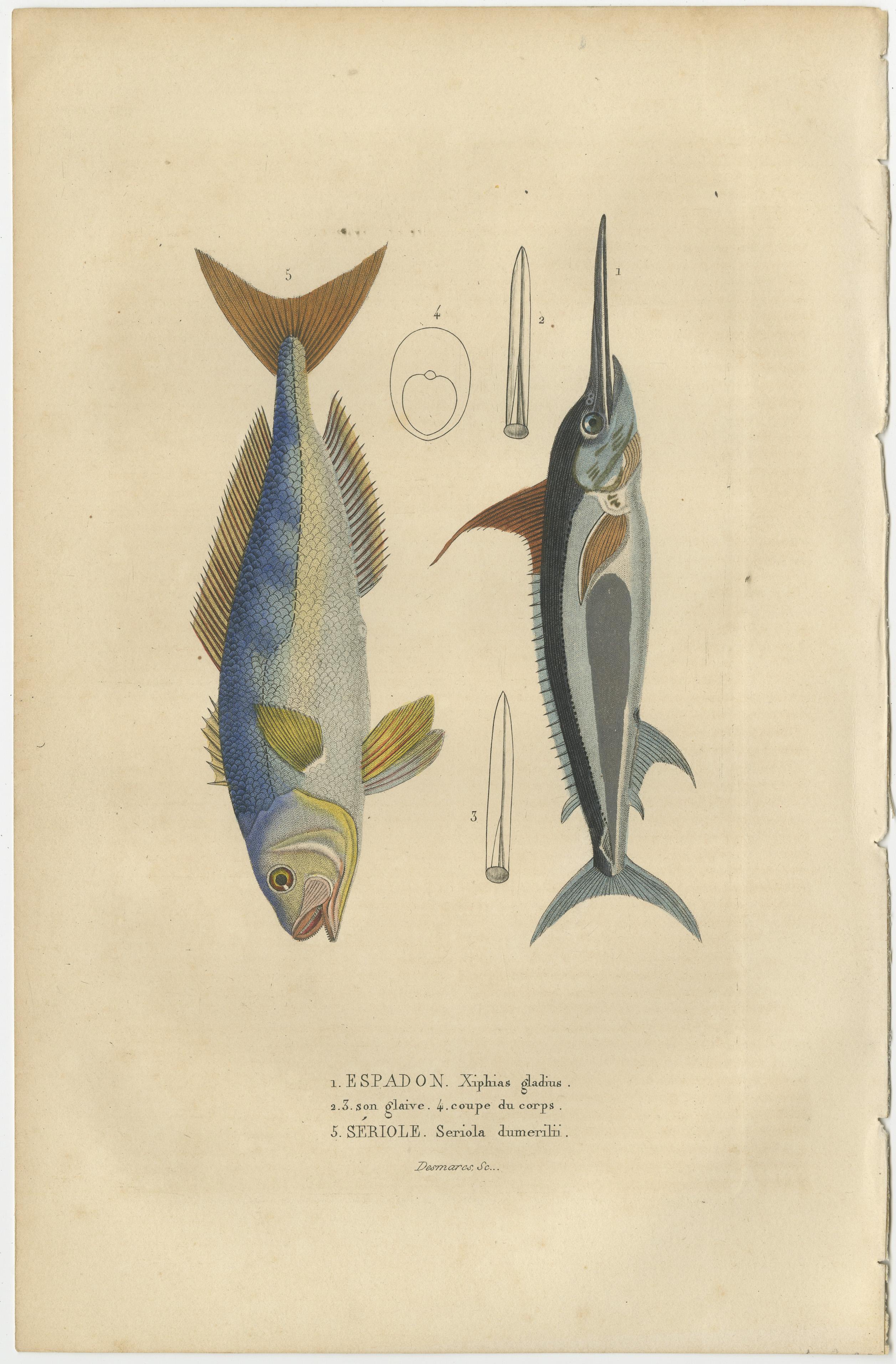The collage you've provided includes illustrations of various marine animals, each labeled with a name that corresponds to specific species:

1. **Espadon**: This is commonly known as the swordfish. The illustration represents an Xiphias gladius,