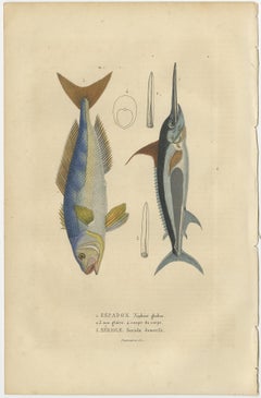 Marine Majesty: Swordfish & Sealife Engravings in Old Handcoloring, 1845