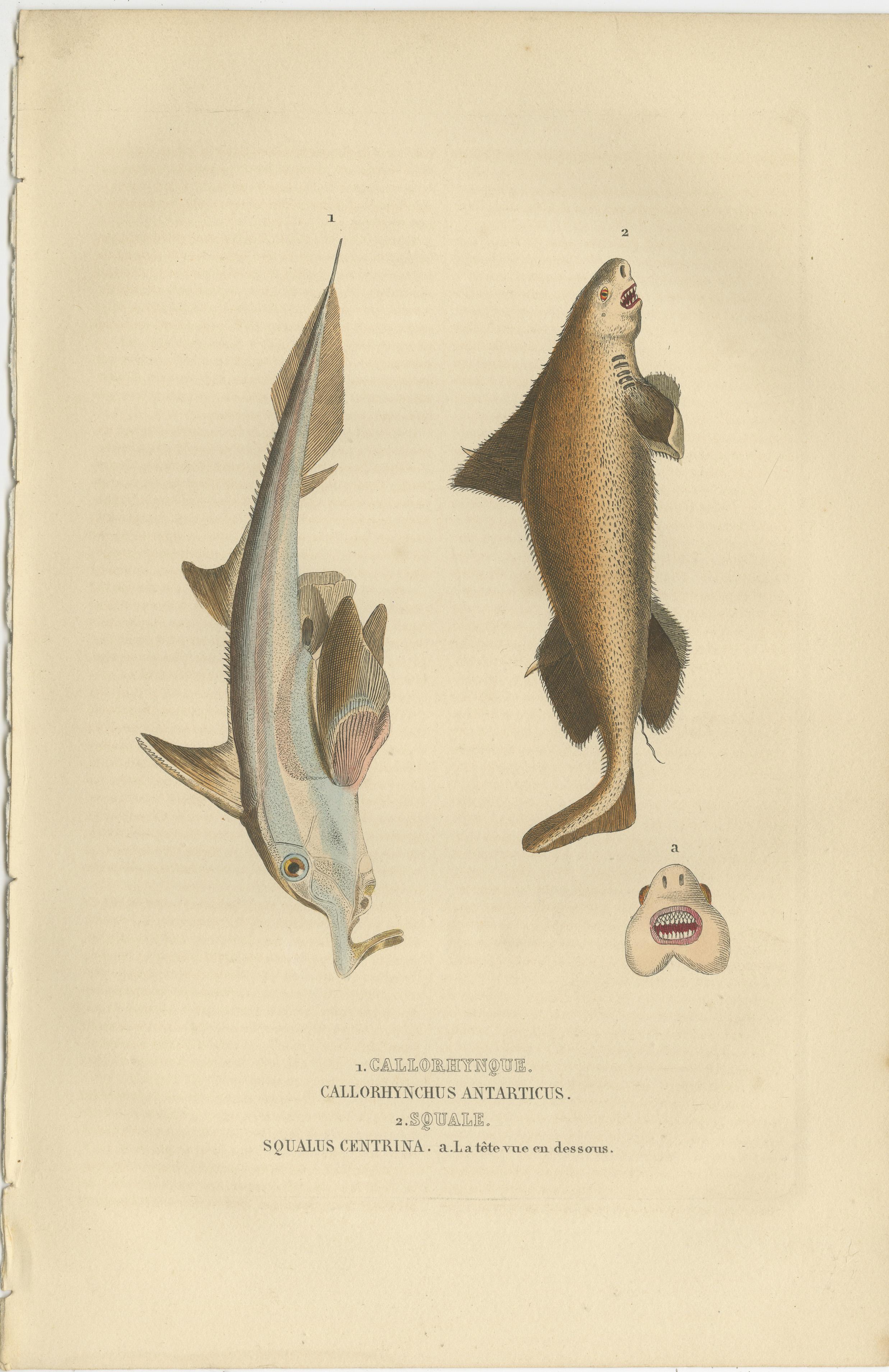 Engraved Marine Majesty: Swordfish & Sealife Engravings in Old Handcoloring, 1845 For Sale