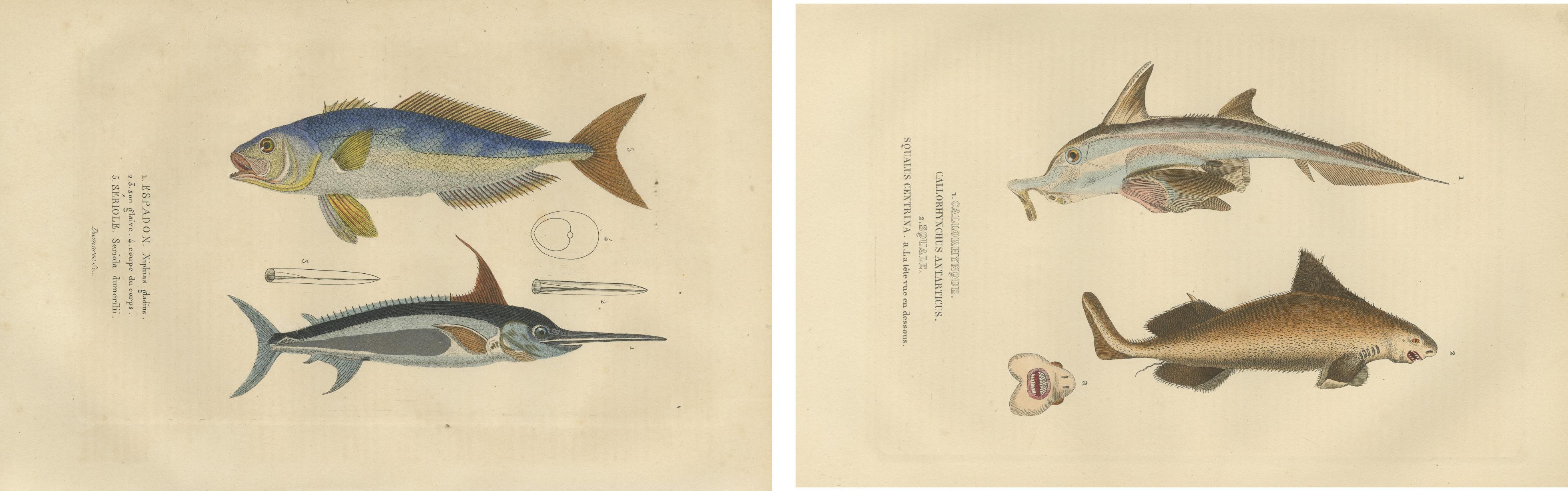 Marine Majesty: Swordfish & Sealife Engravings in Old Handcoloring, 1845 In Good Condition For Sale In Langweer, NL