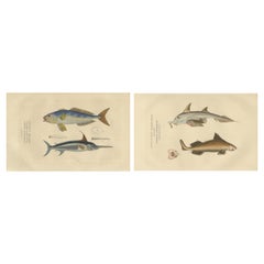 Marine Majesty: Swordfish & Sealife Engravings in Old Handcoloring, 1845
