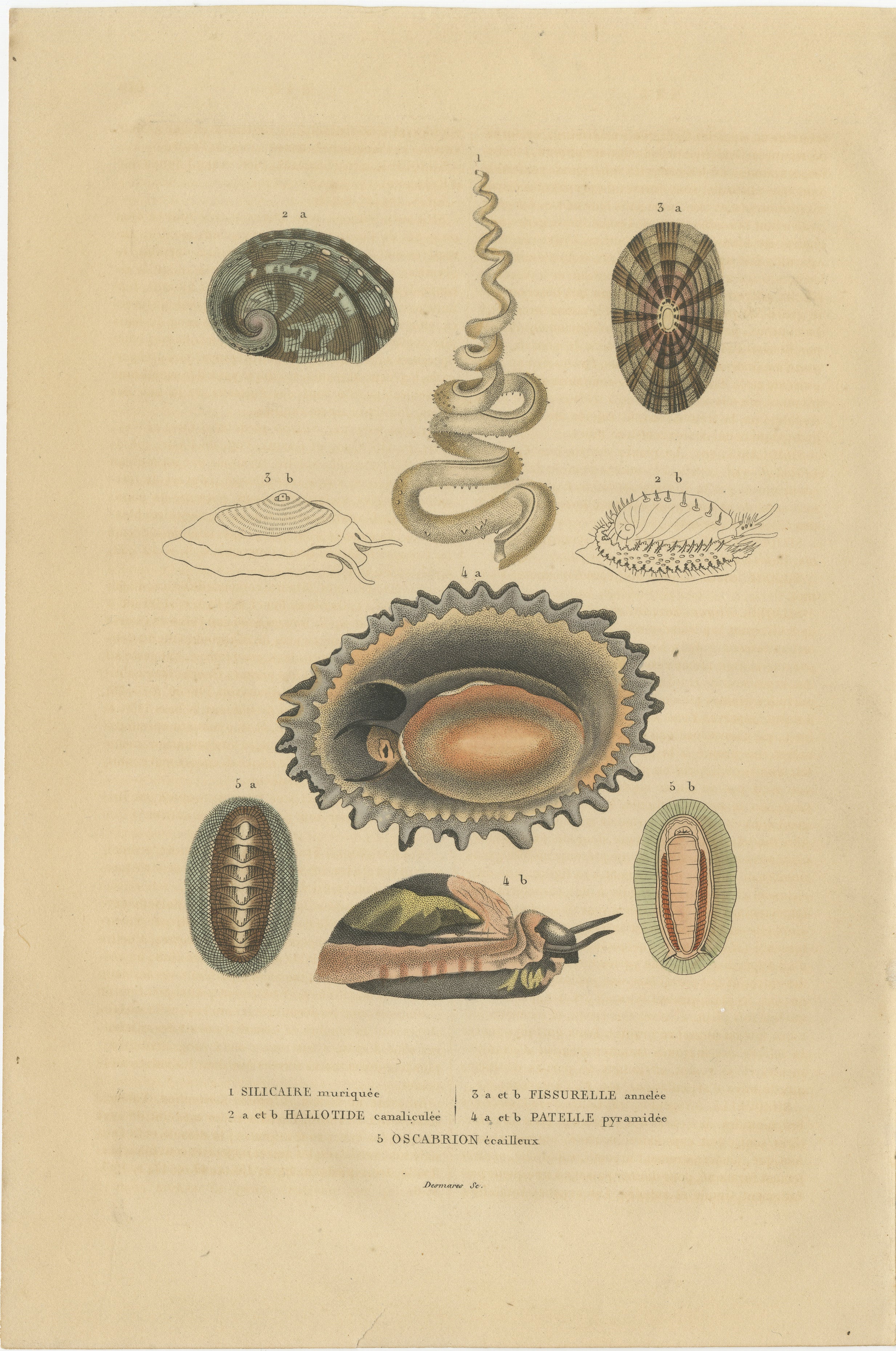 This original antique engraving depicts a collection of marine mollusks, which are a diverse group of invertebrates living mostly in aquatic habitats. These are likely depicted for their shell structures:

1. **Silicaire muriquée** - Possibly