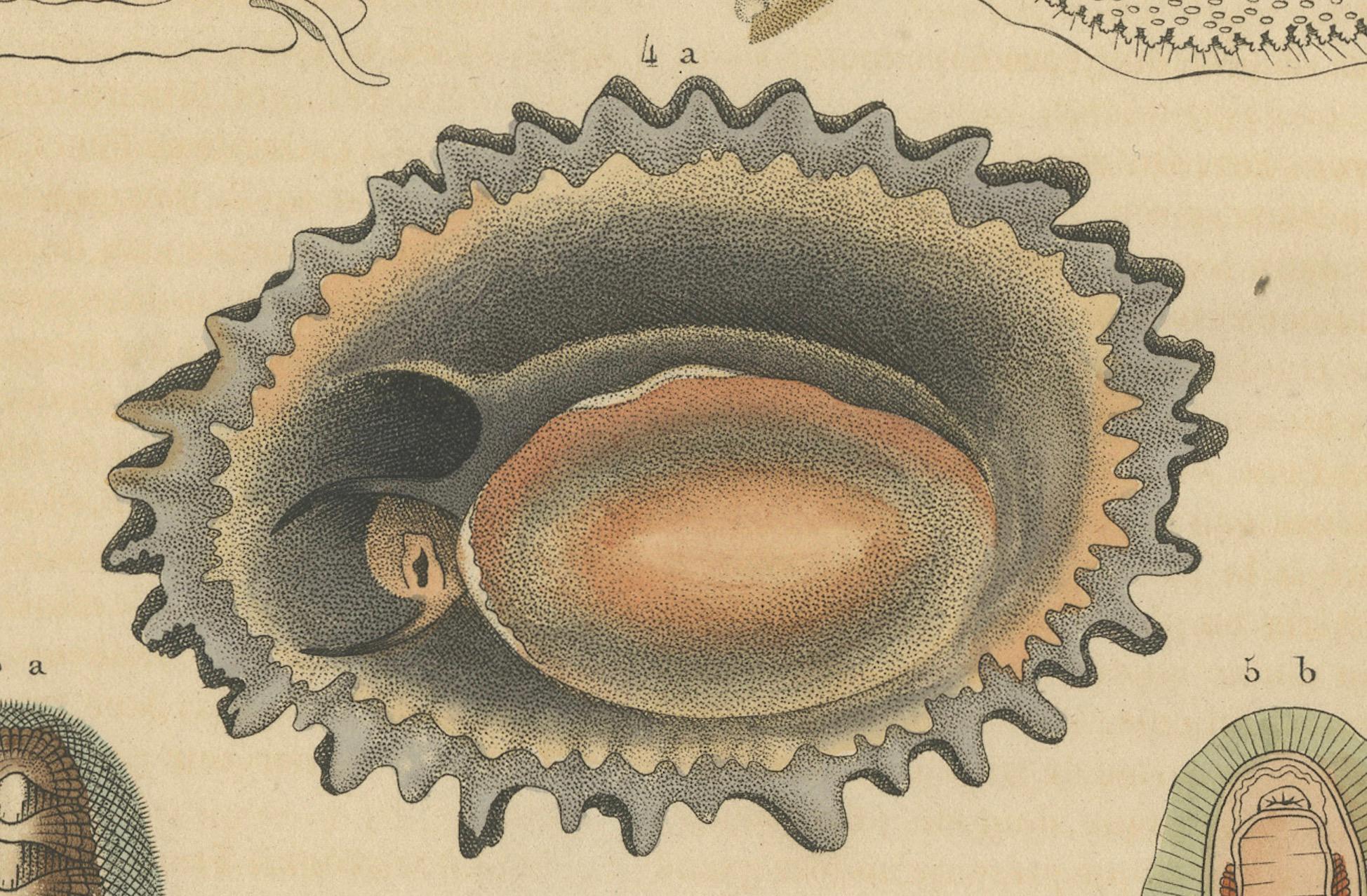 Mid-19th Century Marine Mollusk Diversity: Sponges, Abalones, Limpets, and Chitons, 1845 For Sale