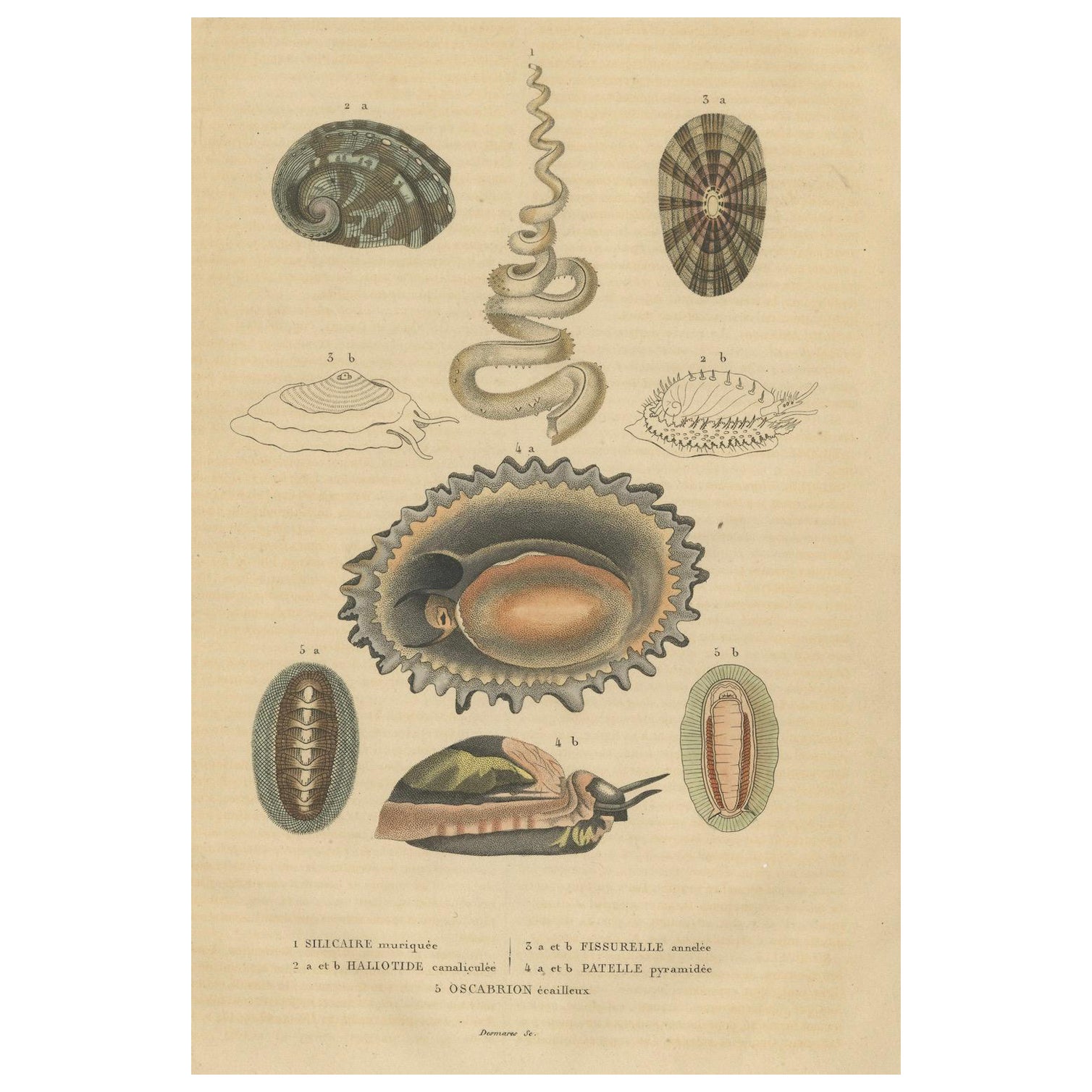 Marine Mollusk Diversity: Sponges, Abalones, Limpeten und Chitons, 1845