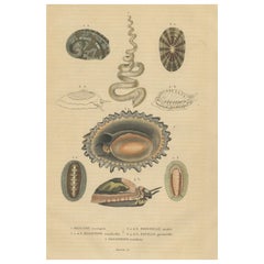 Marine Mollusk Diversity: Sponges, Abalones, Limpets, and Chitons, 1845