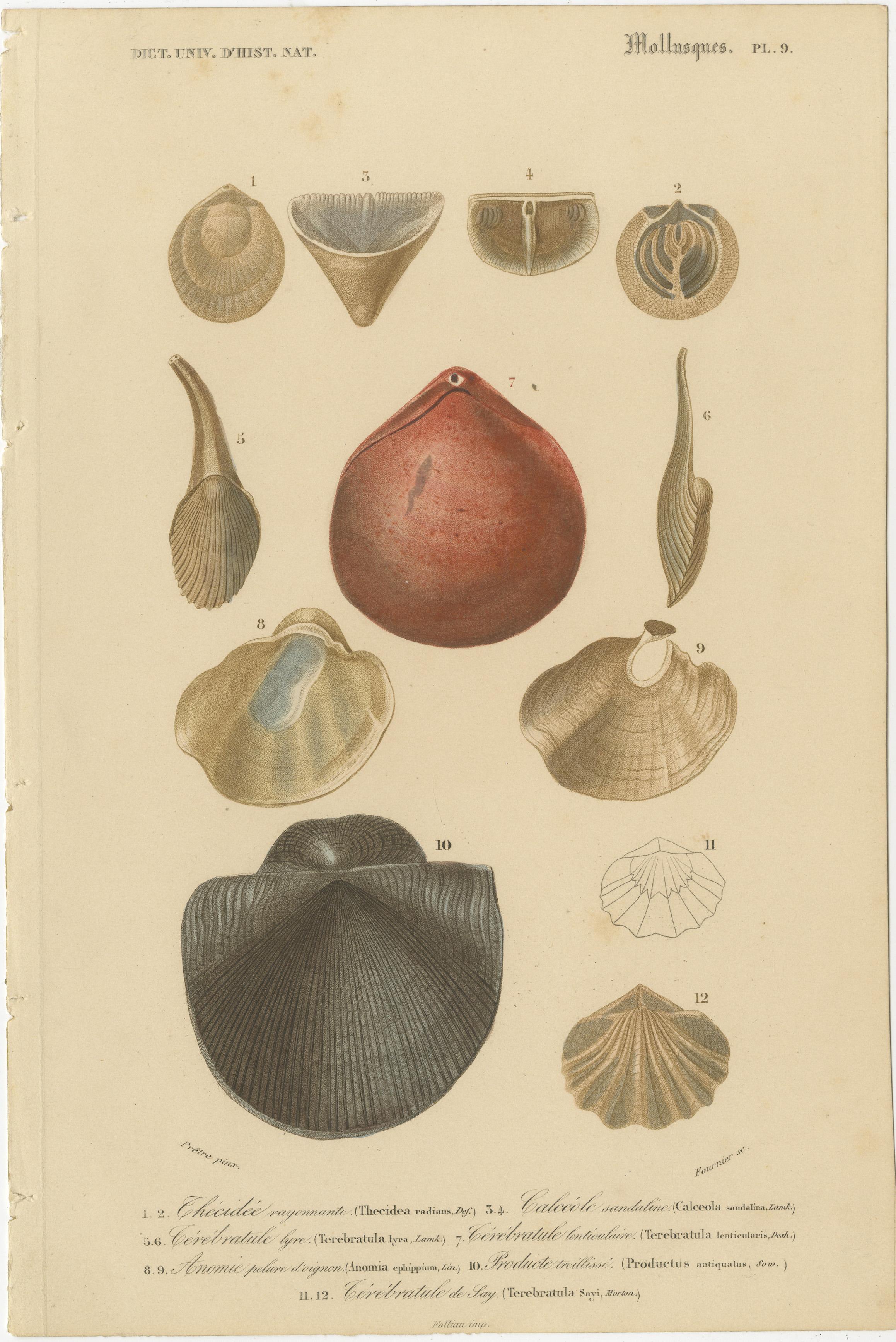 Marine Mollusk Masterpieces: Artistry from the Depths, Hand-Colored in 1849 In Good Condition For Sale In Langweer, NL