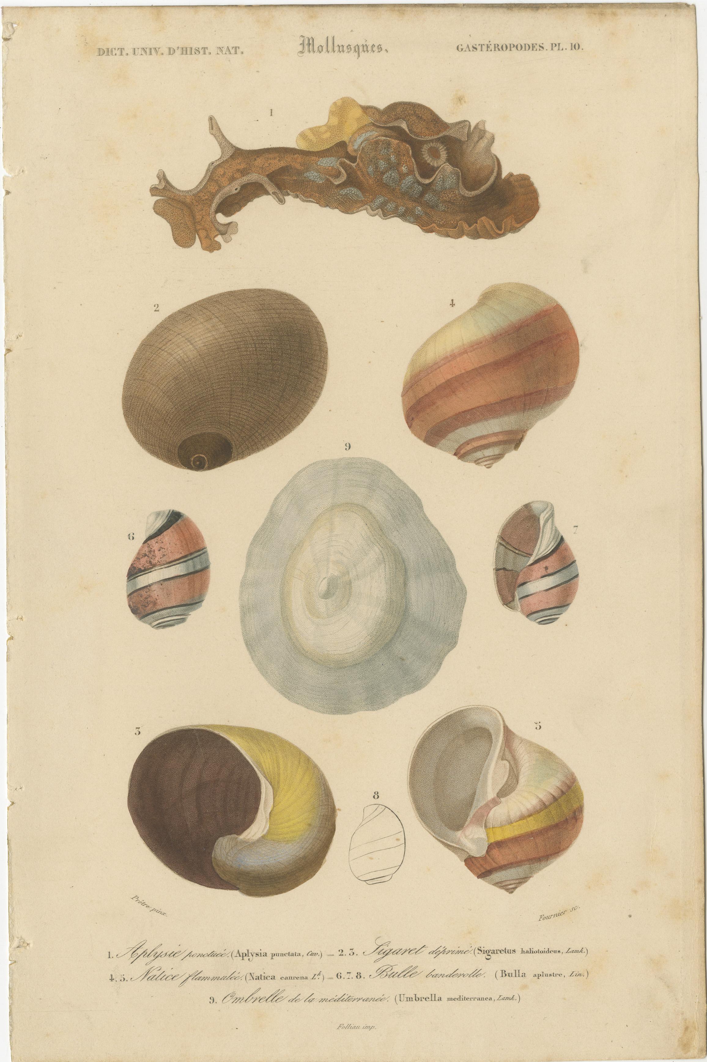 Mid-19th Century Marine Mollusk Masterpieces: Artistry from the Depths, Hand-Colored in 1849 For Sale