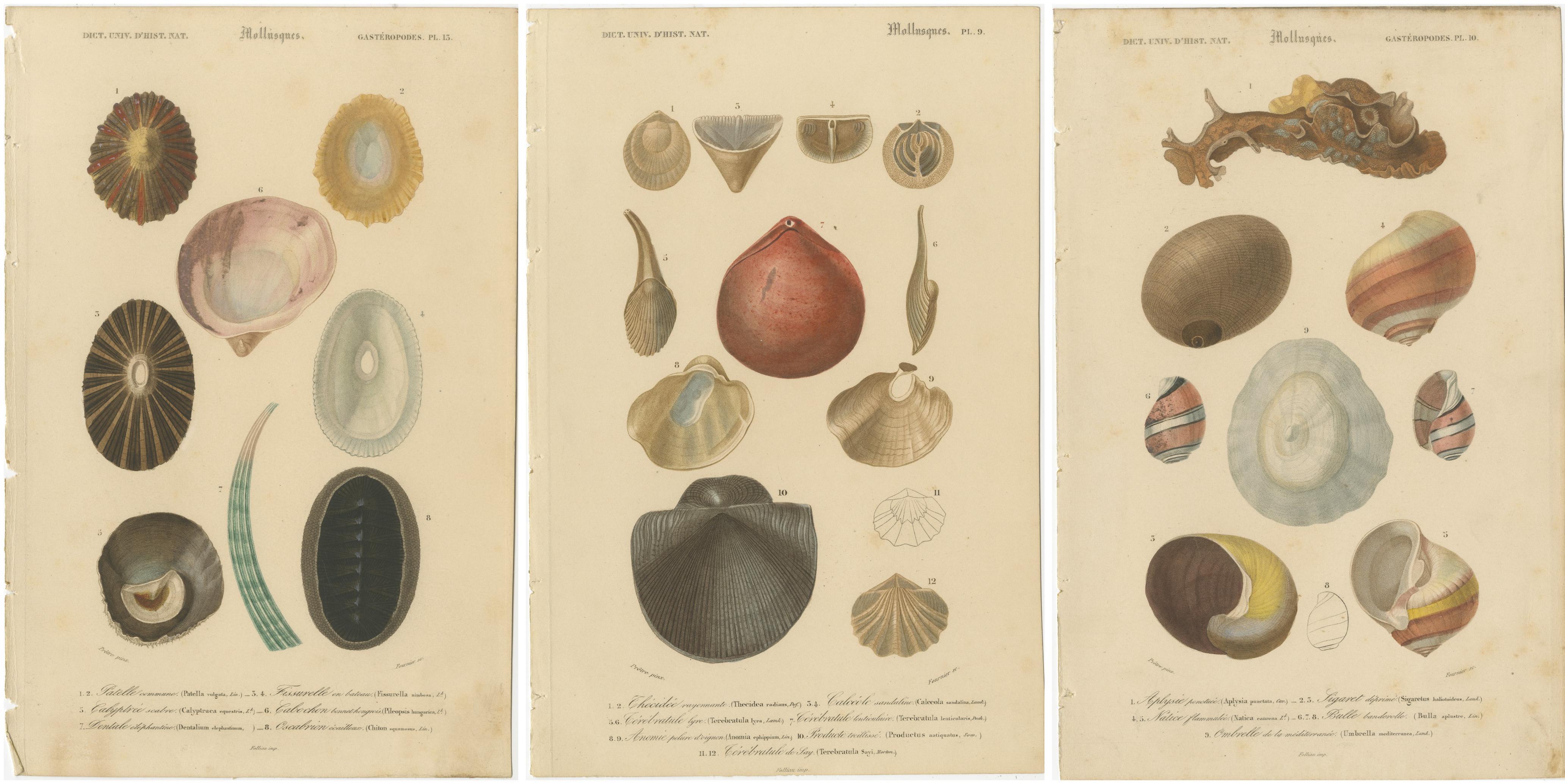 Paper Marine Mollusk Masterpieces: Artistry from the Depths, Hand-Colored in 1849 For Sale