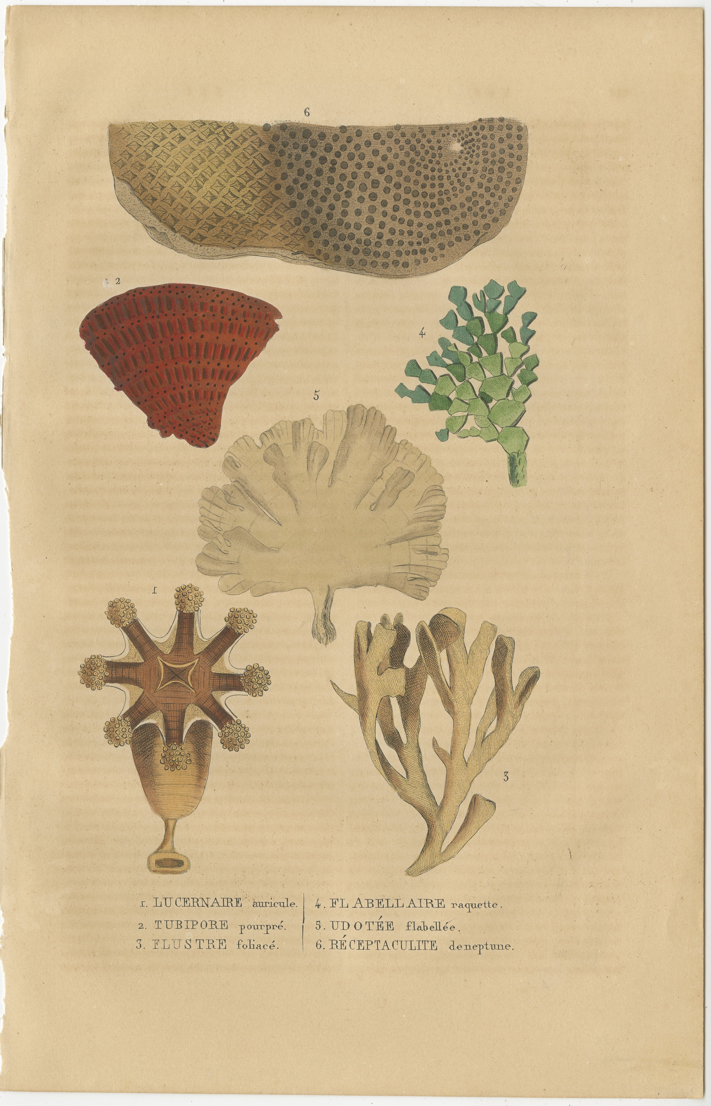 The image is a hand-colored engraving featuring various marine organisms, focusing on coral and similar marine life:

1. **Lucernaire auricule** - Possibly depicting a type of stalked jellyfish, which are known for their bell-shaped bodies attached
