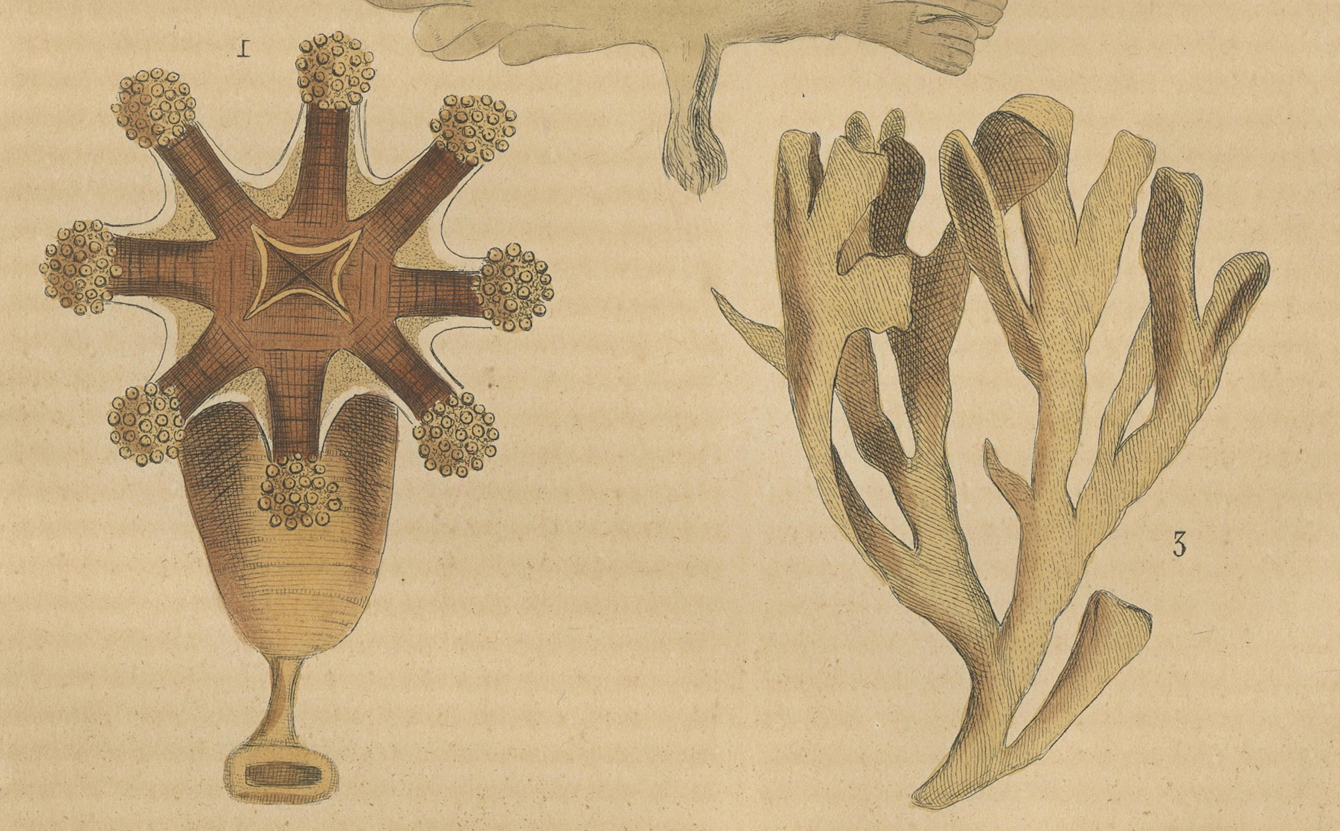 Marine Ornamentation: An Assembly of Coral and Marine Flora, 1845 In Good Condition For Sale In Langweer, NL