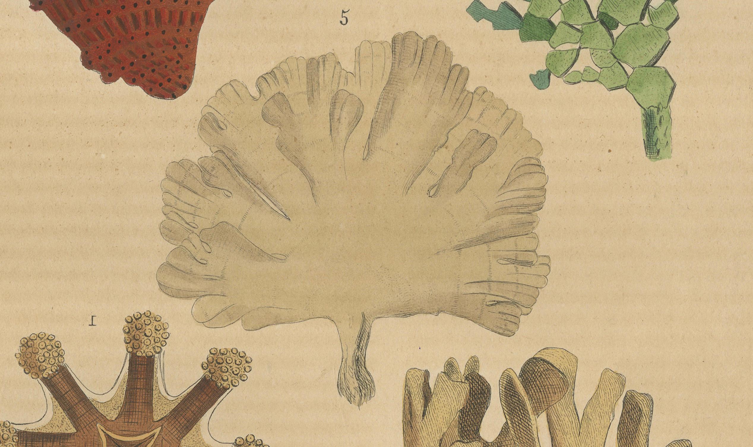 Mid-19th Century Marine Ornamentation: An Assembly of Coral and Marine Flora, 1845 For Sale