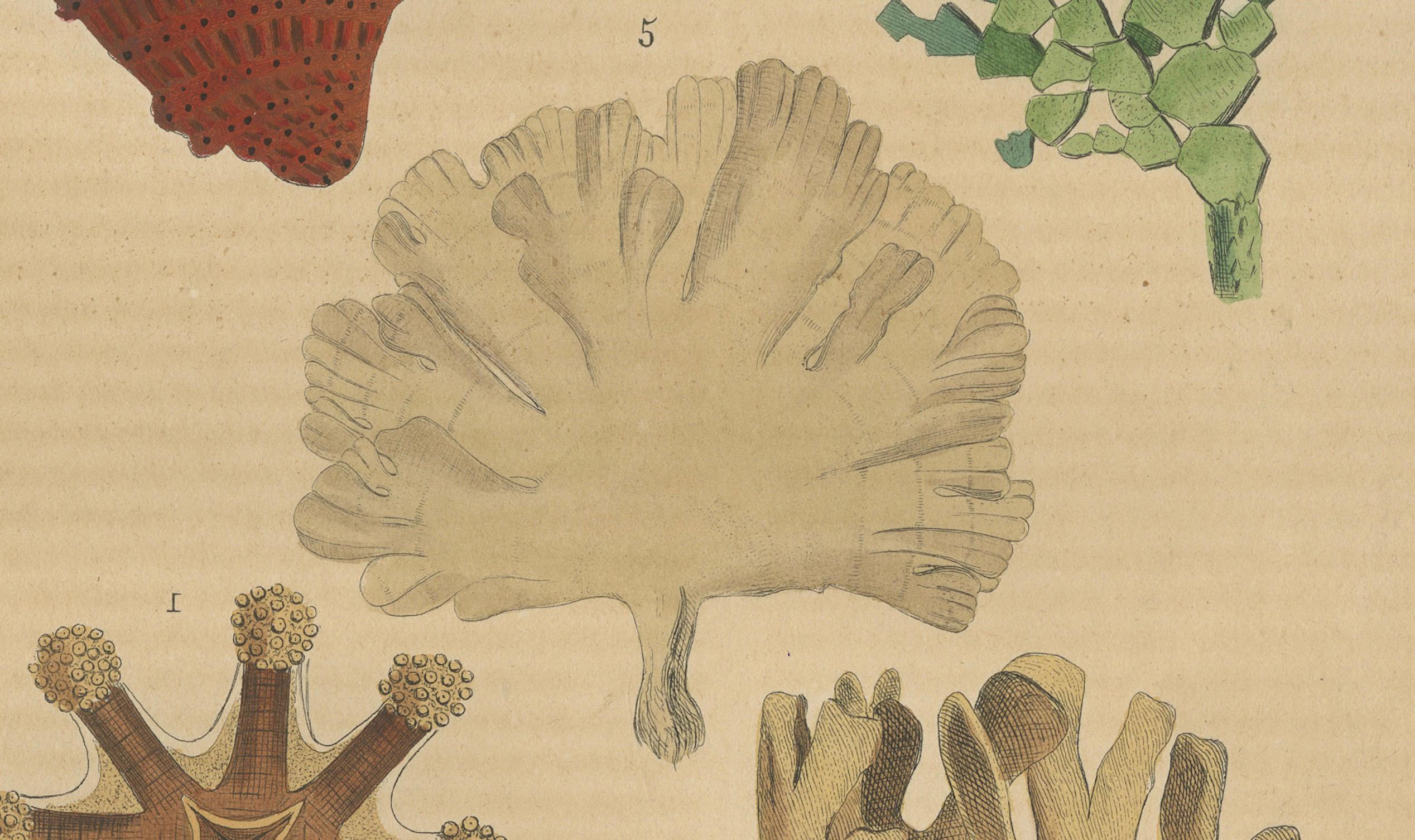 Mid-19th Century Marine Ornamentation: An Assembly of Coral and Marine Flora, 1845