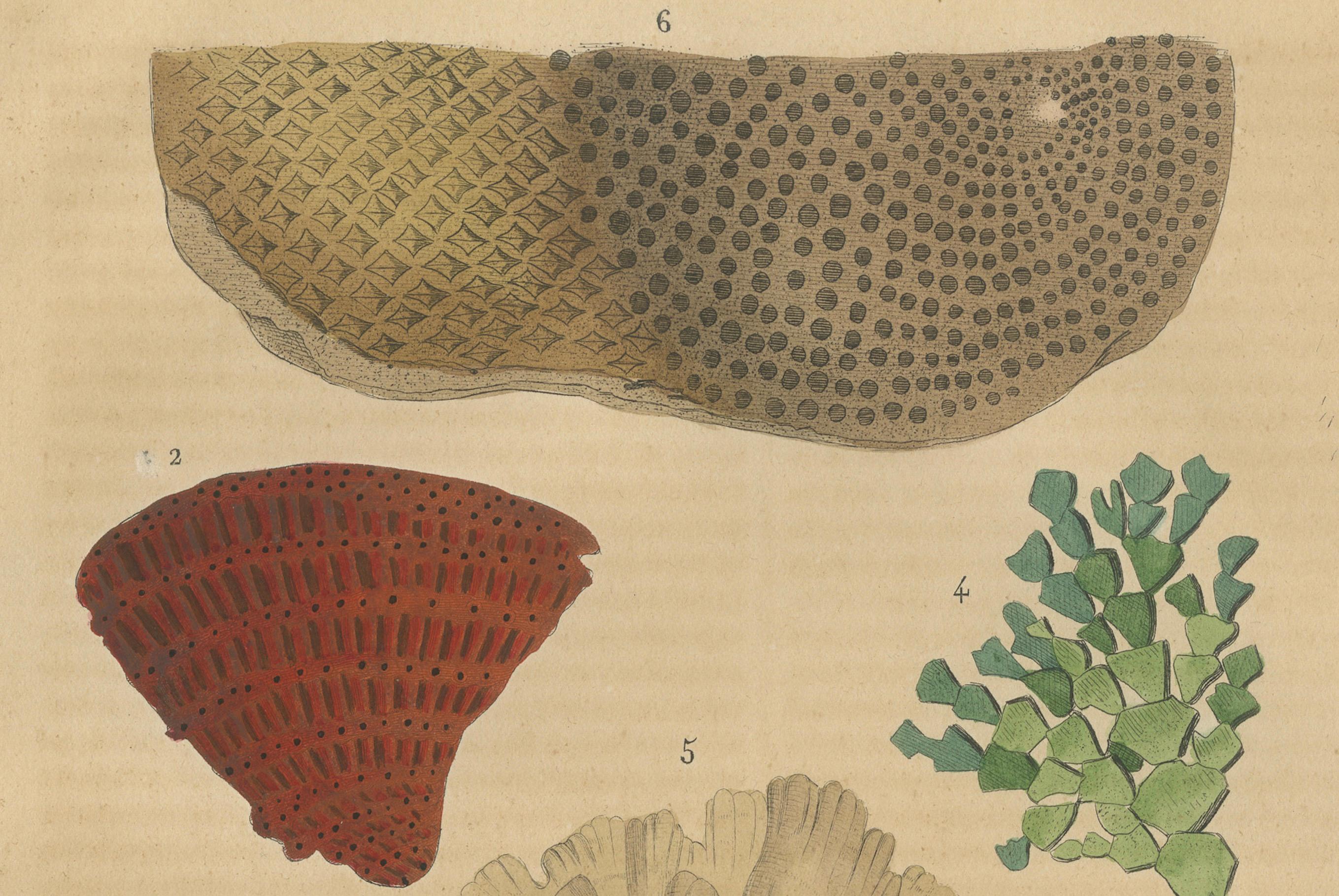 Paper Marine Ornamentation: An Assembly of Coral and Marine Flora, 1845 For Sale