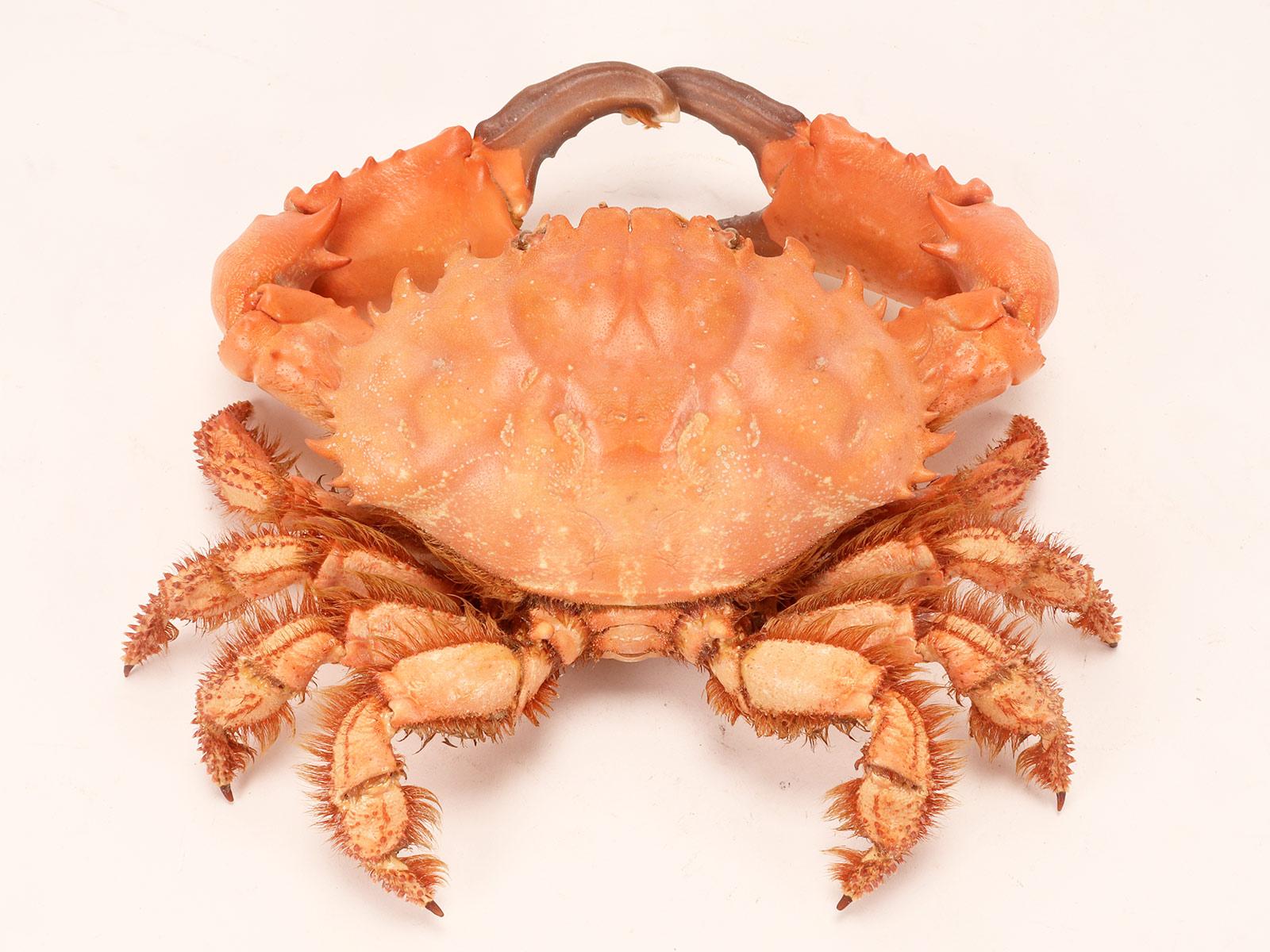 Marine specimen: a pair of crabs, Italy 1870.  For Sale 2